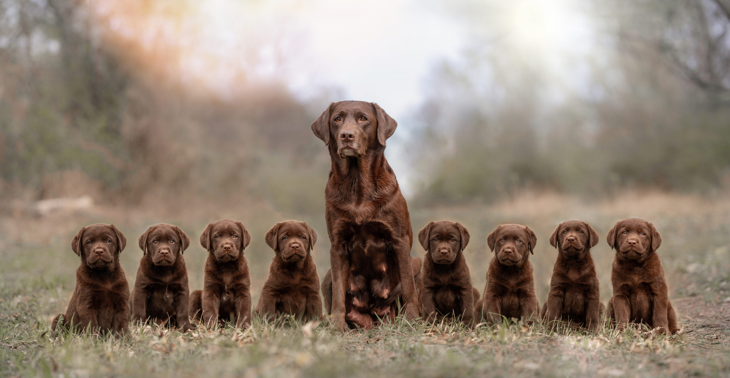 Tierfotografie Labrador – natürliche und emotionale Bilder