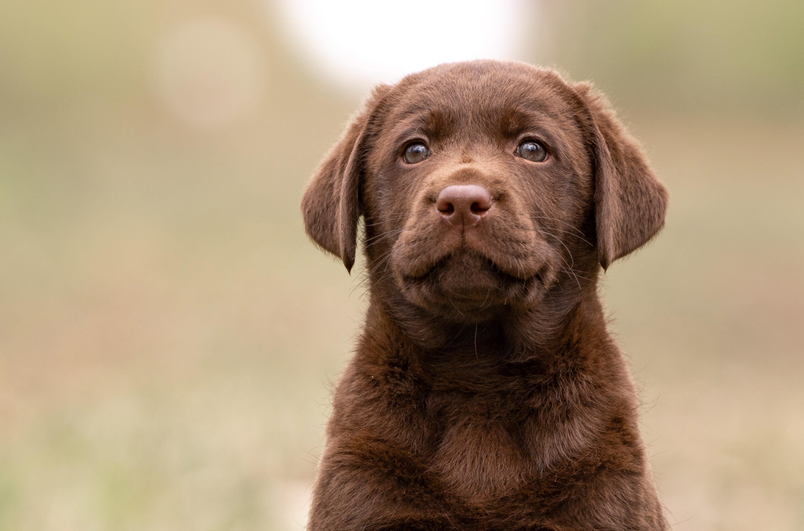 Labrador Welpen aus verantwortungsvoller Zucht in Österreich