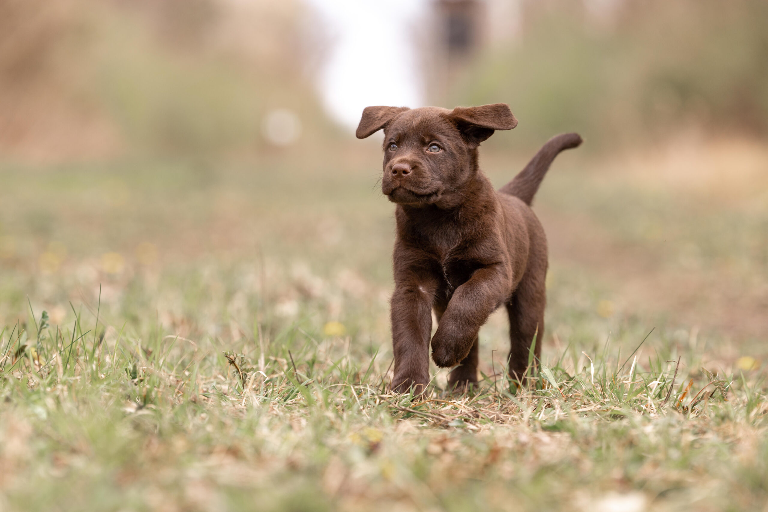 Labrador Zucht – liebevolle Aufzucht von Welpen