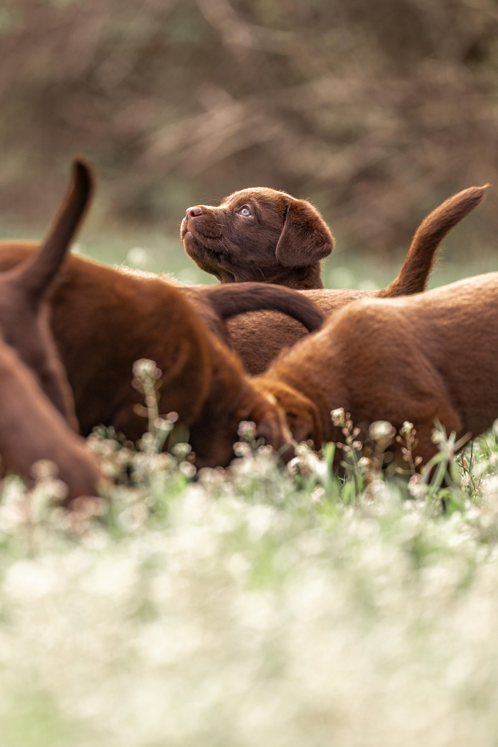 Labrador Zucht – liebevolle Aufzucht von Welpen
