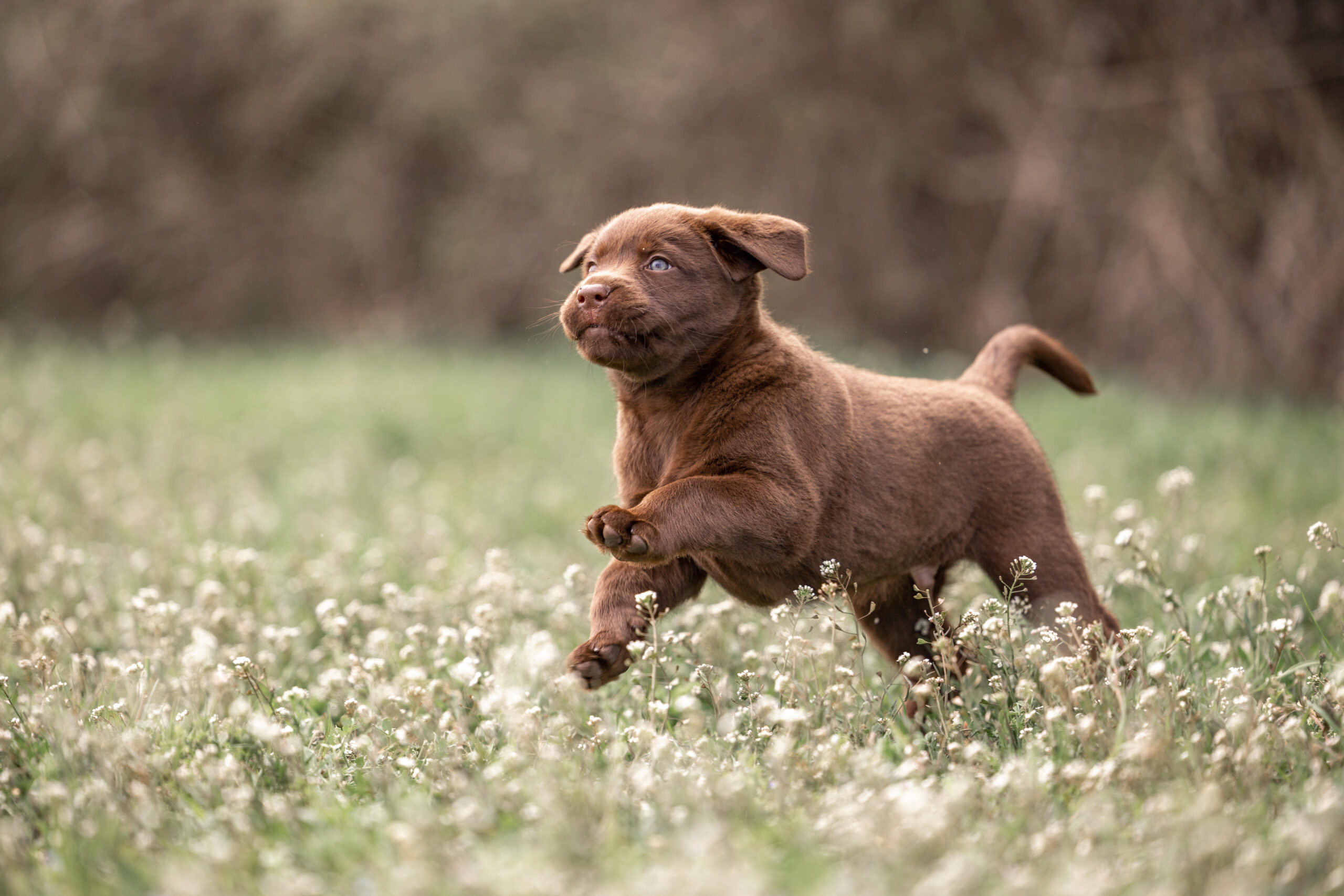 Labrador Welpen aus verantwortungsvoller Zucht in Österreich