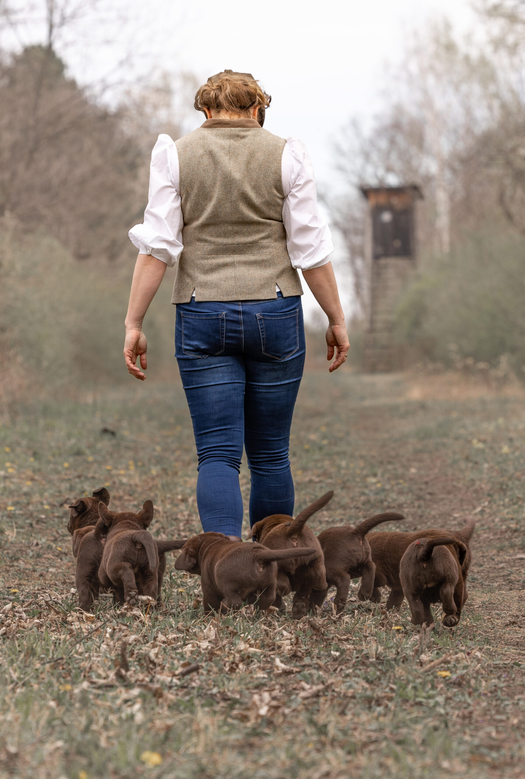 Tierfotografie Labrador – natürliche und emotionale Bilder