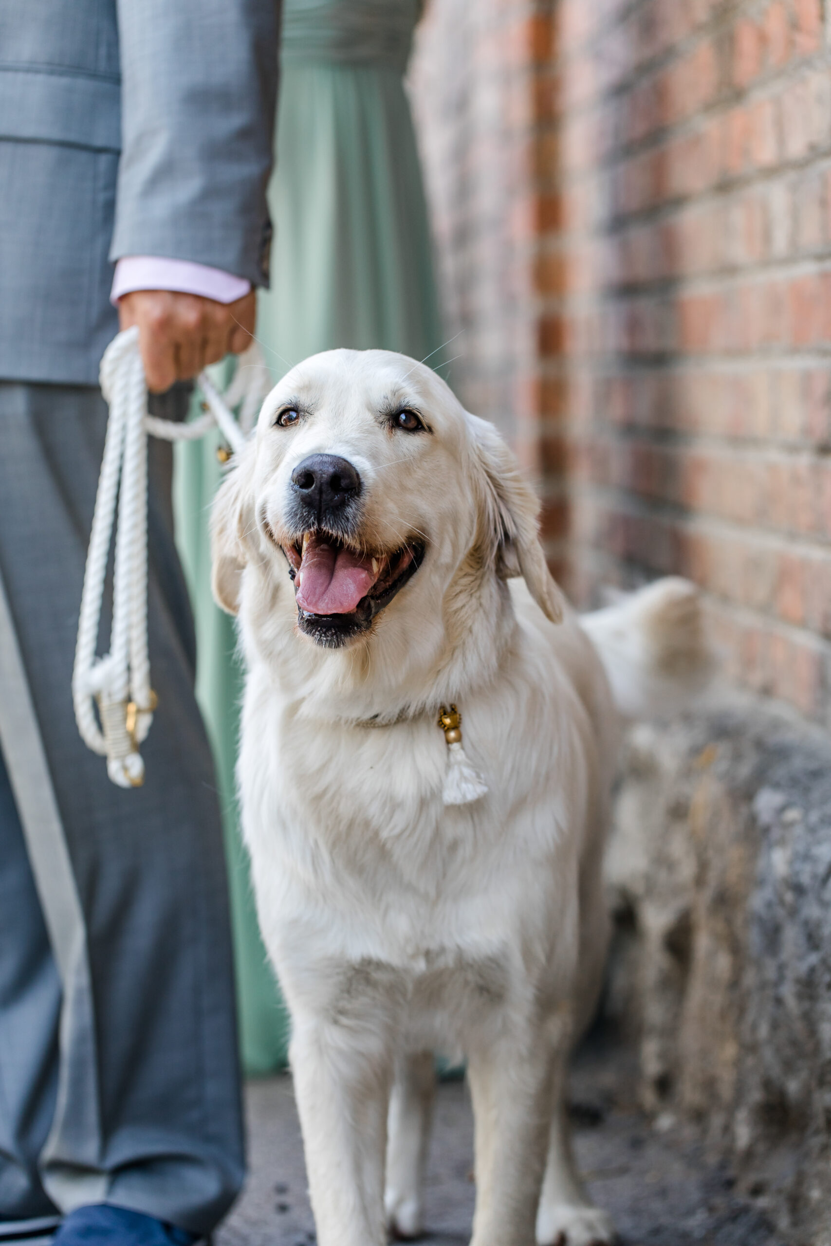 Golden Retriever bei Hochzeit – Hund als Ringträger