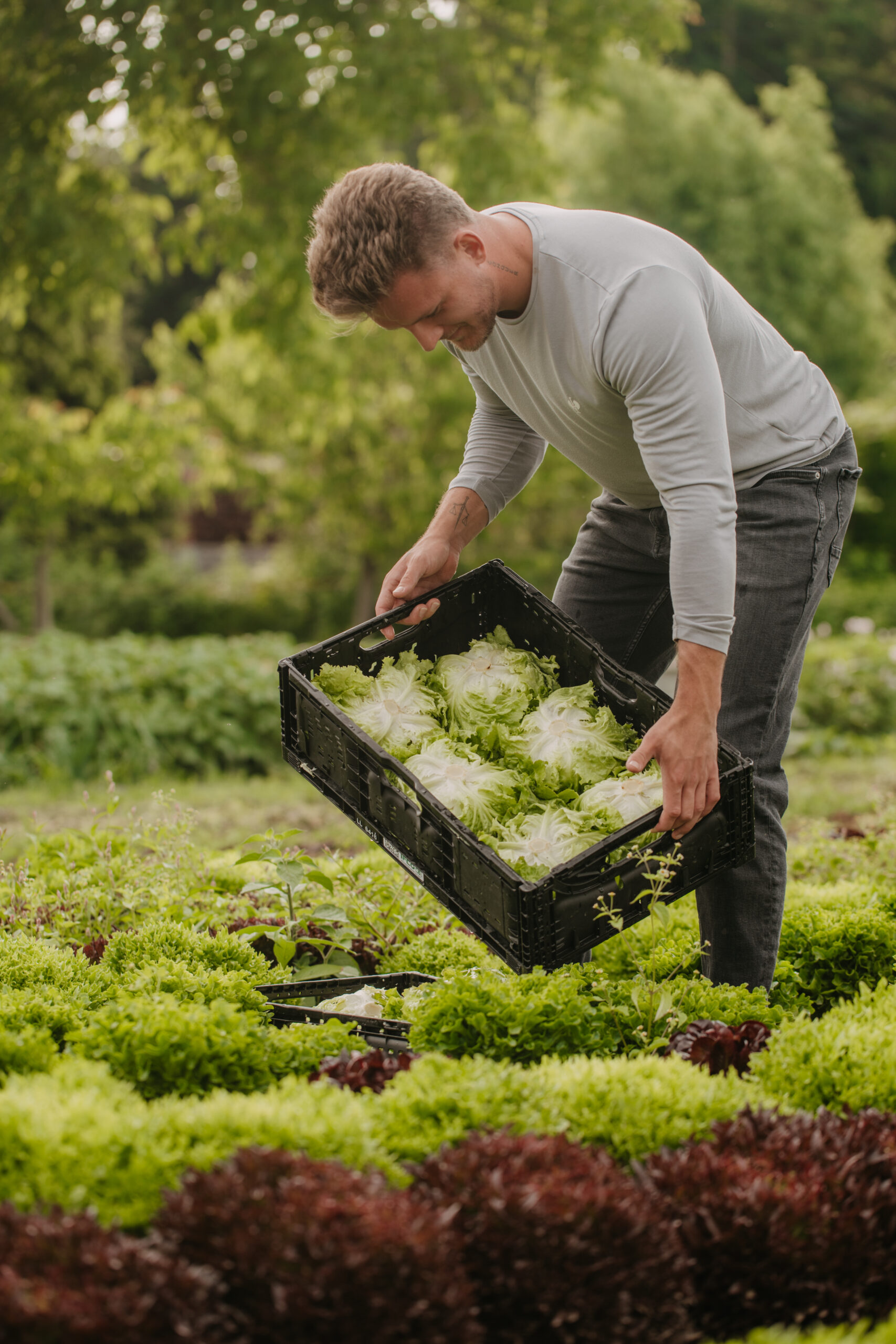 Fotografische Begleitung bei der Salaternte in der Steiermark