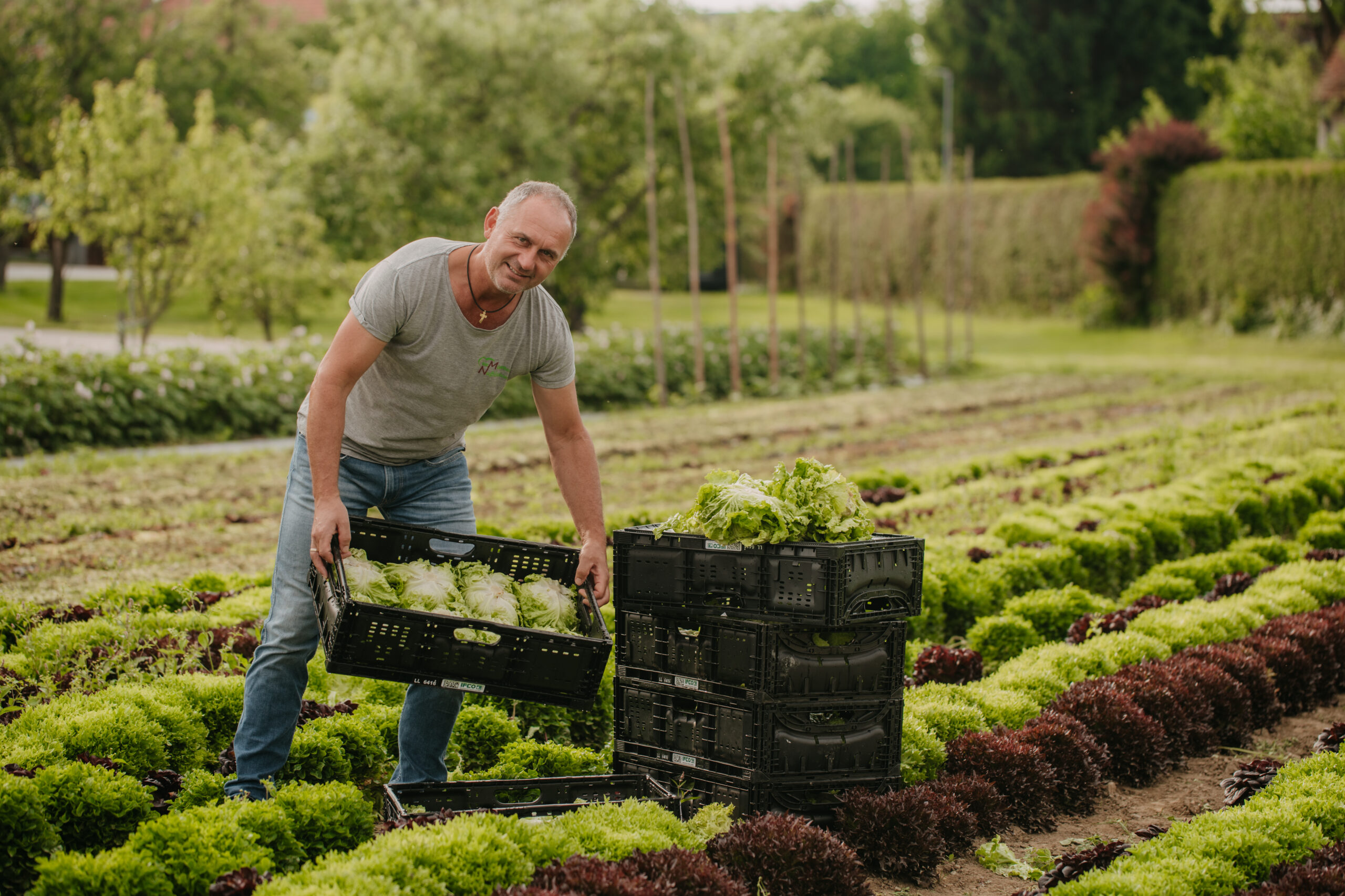 Familienbetrieb Nussbaumer bei der Salaternte in der Steiermark