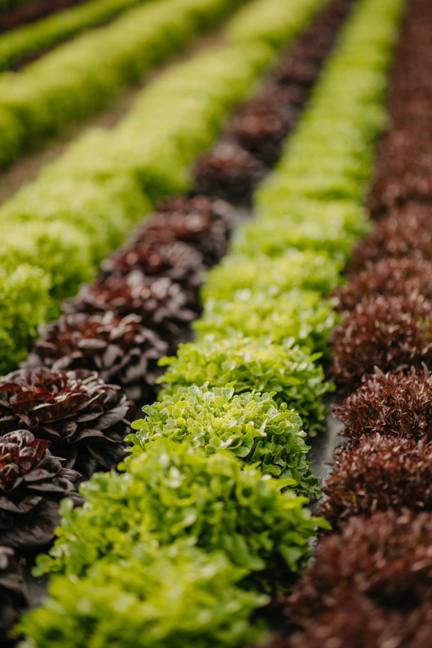 Familienbetrieb Nussbaumer bei der Salaternte in der Steiermark