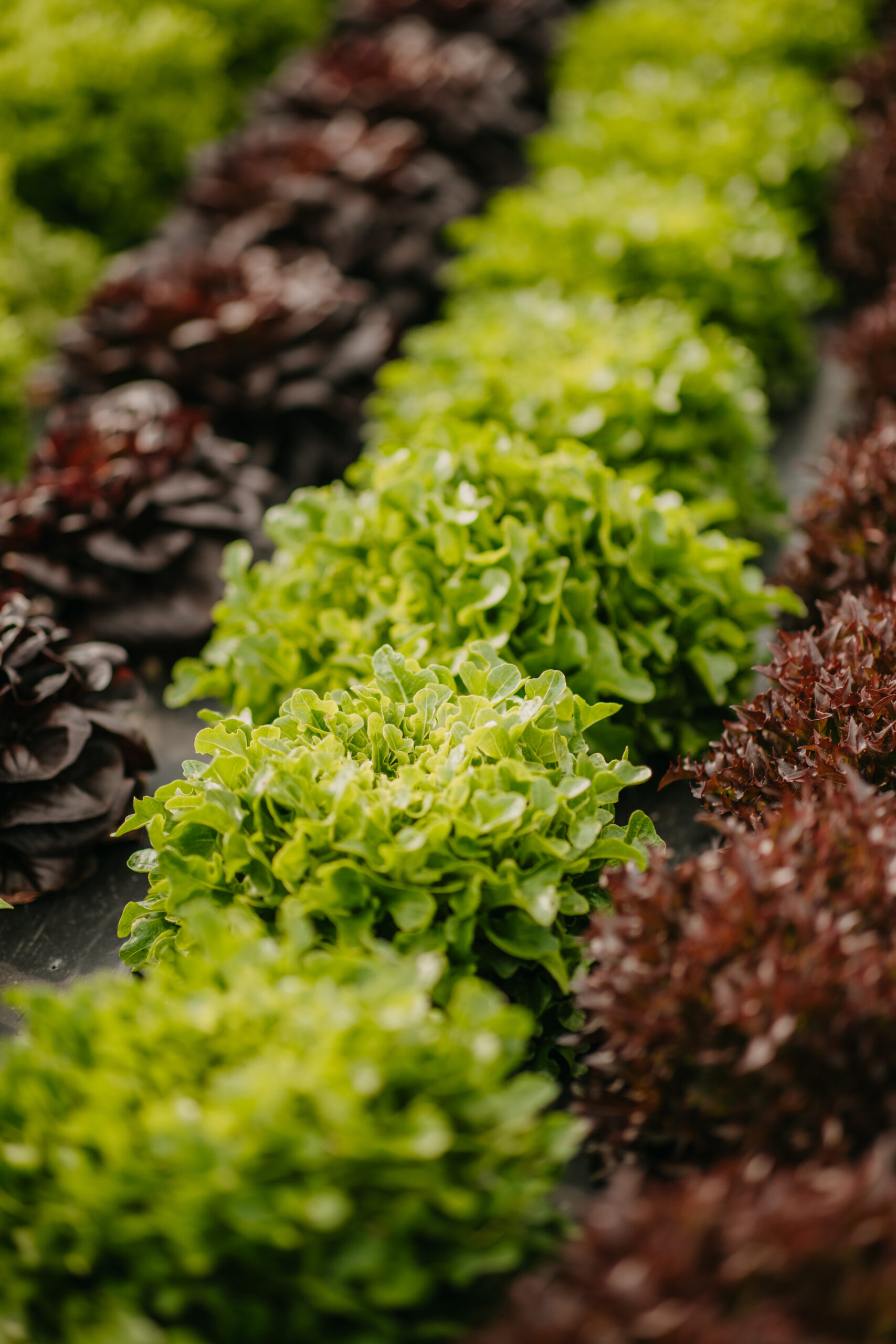 Frisches Gemüse direkt vom Feld – nachhaltiger Anbau in Österreich