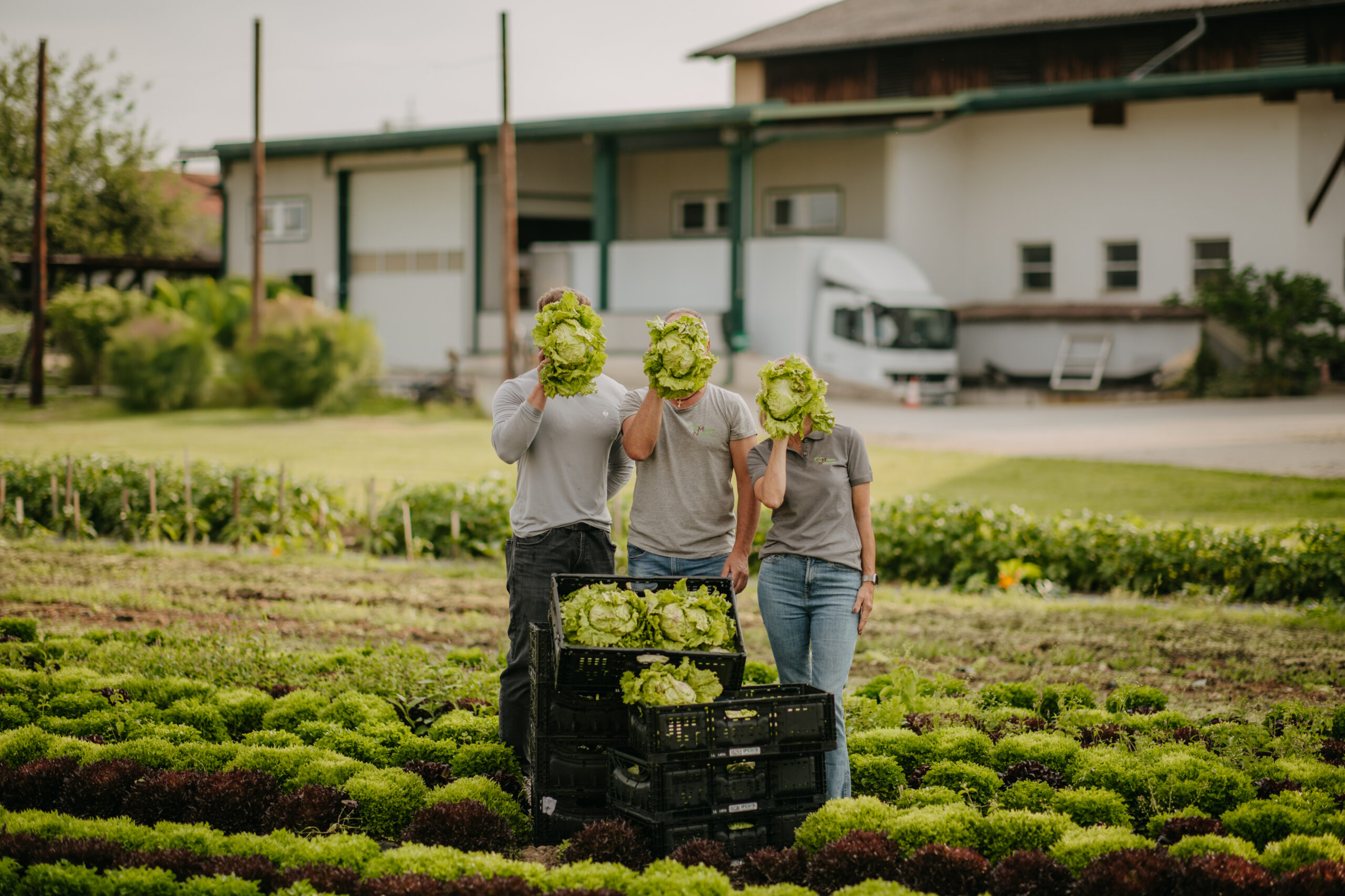 Familienbetrieb Nussbaumer bei der Salaternte in der Steiermark