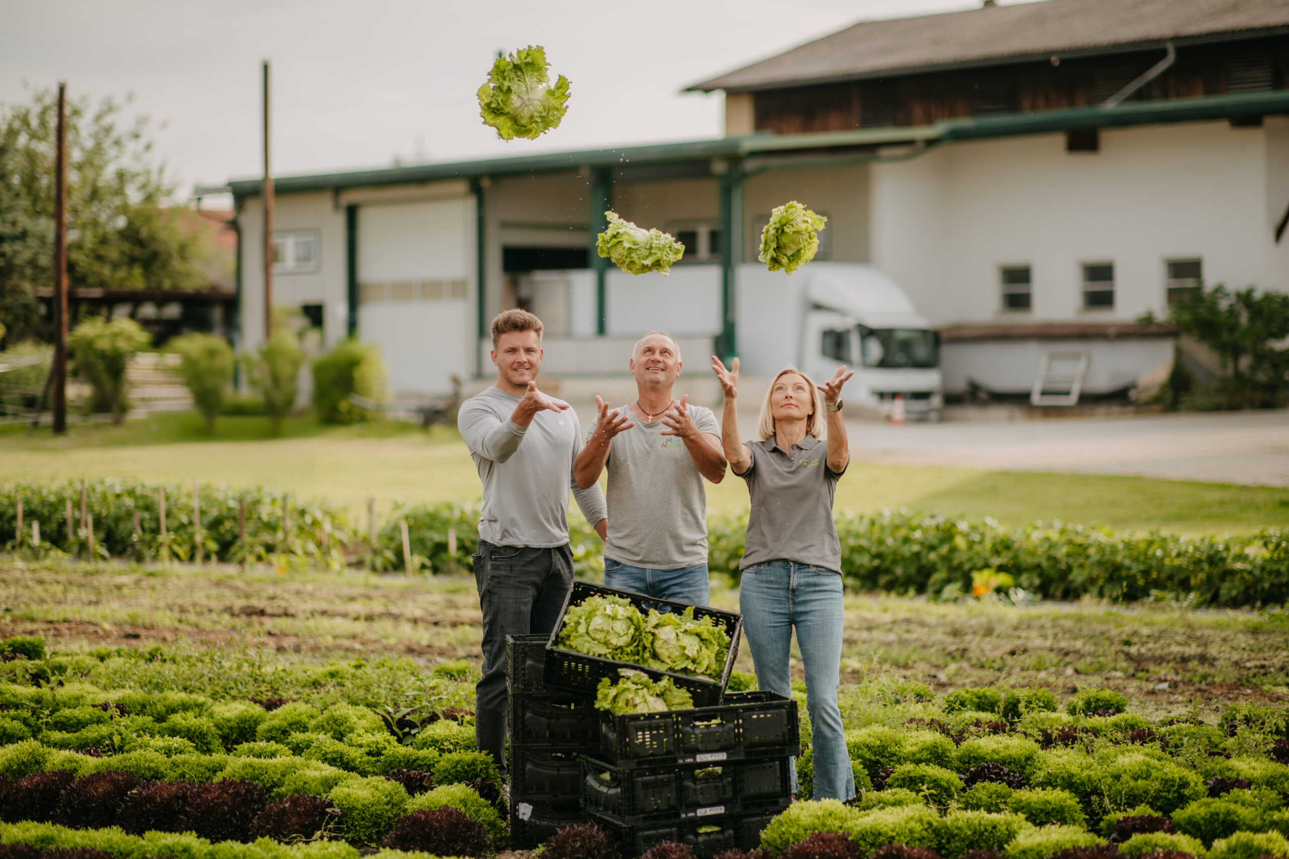Familie Nussbaumer bei der Ernte von Grazer Krauthäuptel in Thondorf