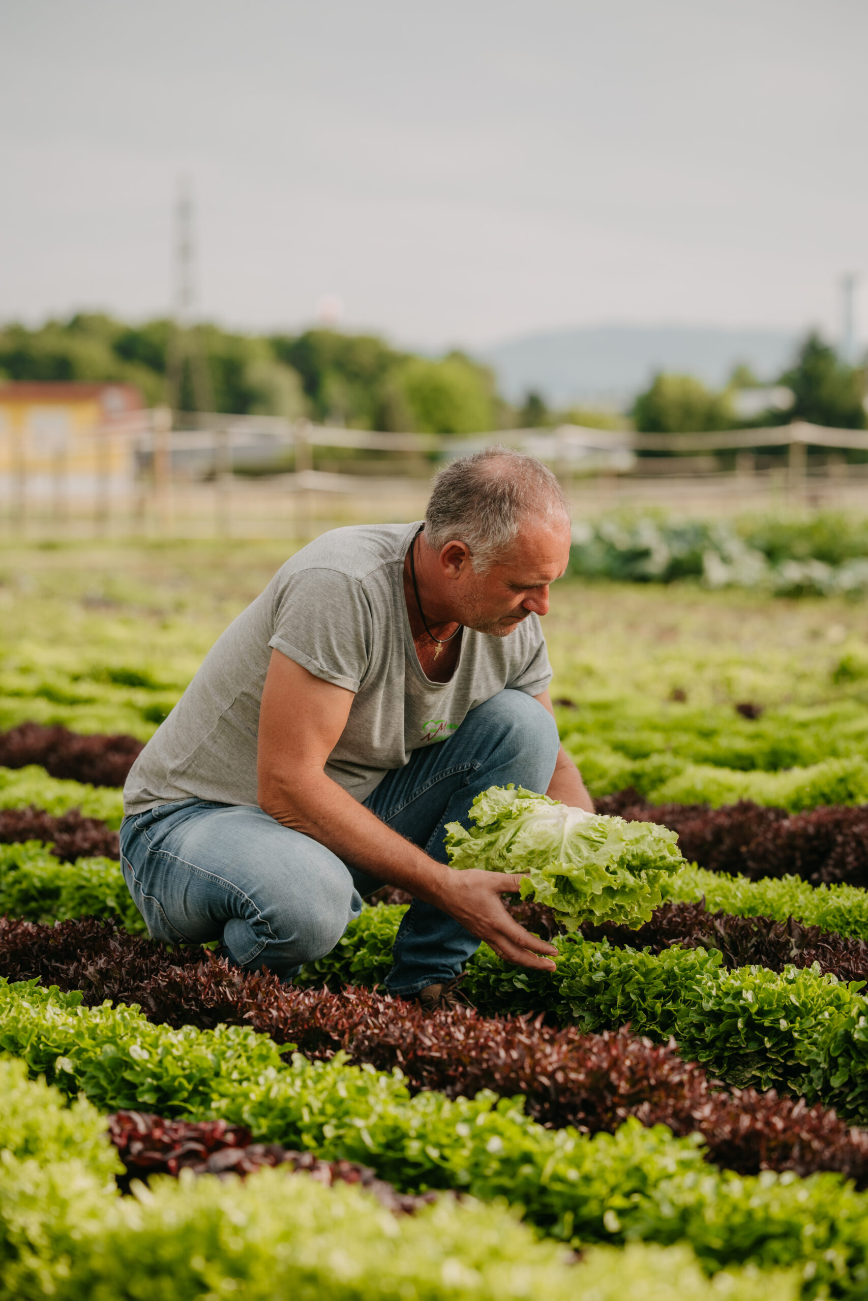Familienbetrieb Nussbaumer bei der Salaternte in der Steiermark