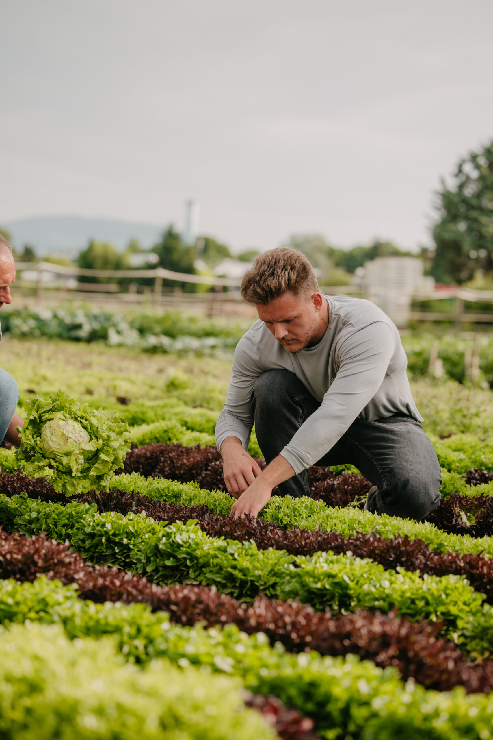 Familienbetrieb Nussbaumer bei der Salaternte in der Steiermark