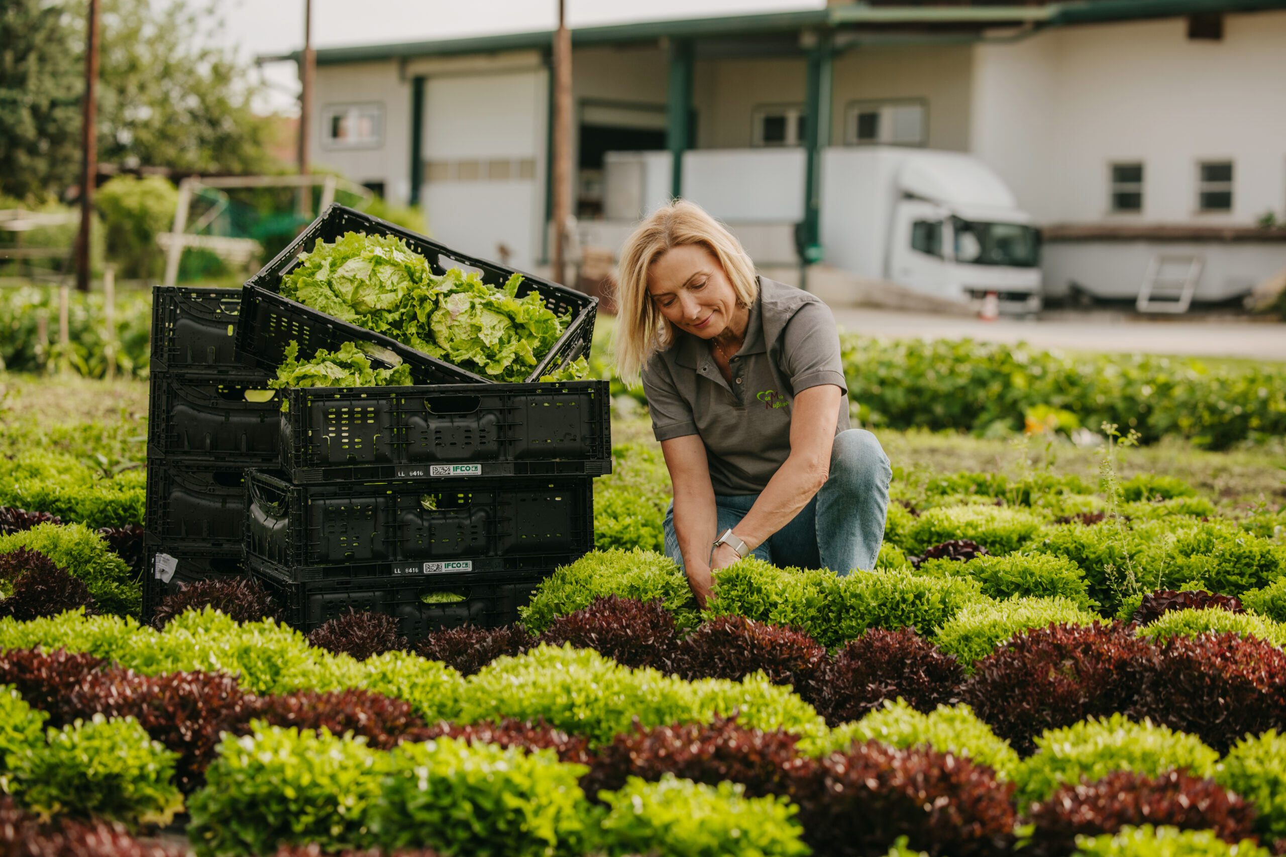 Familienbetrieb Nussbaumer bei der Salaternte in der Steiermark