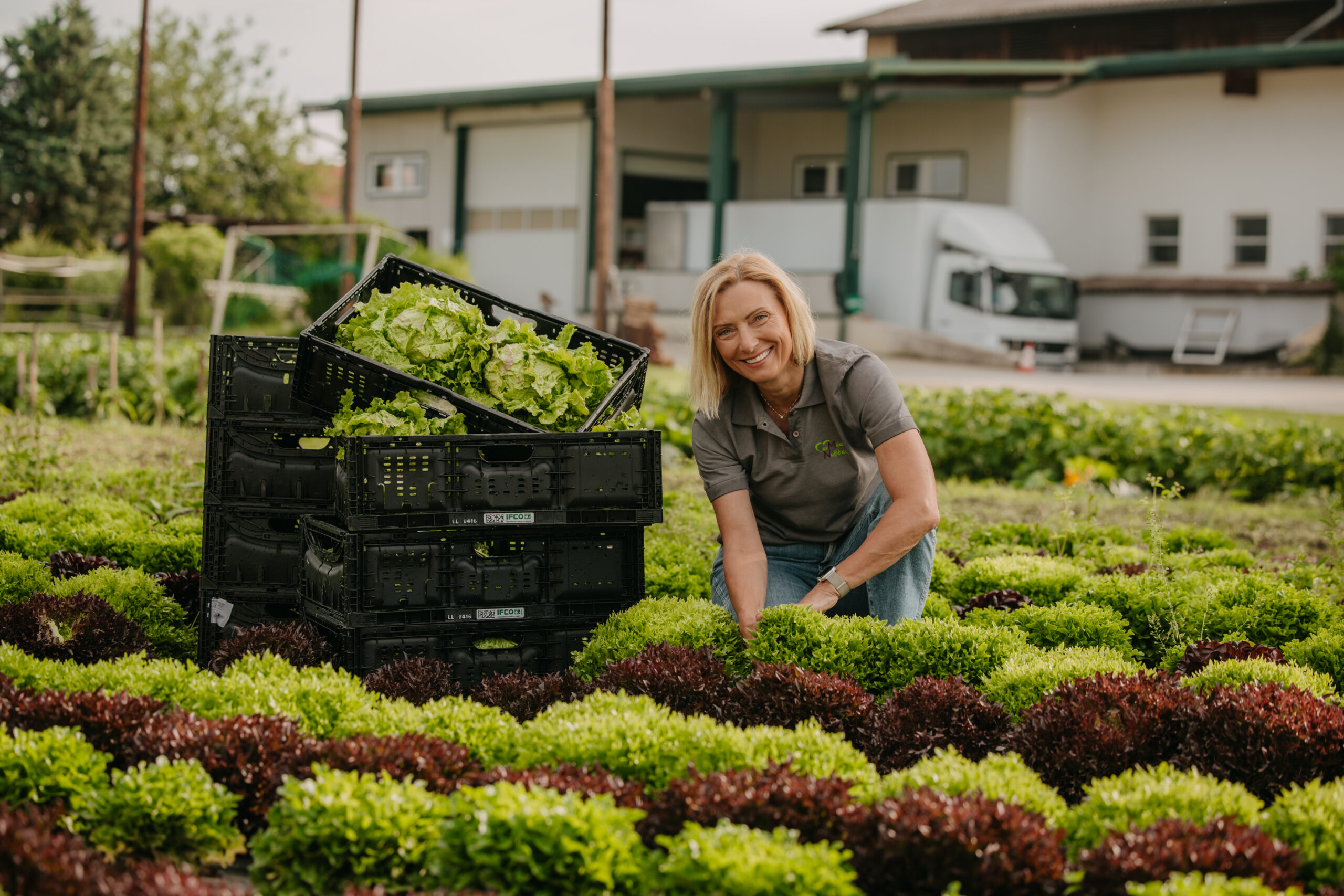Familienbetrieb Nussbaumer bei der Salaternte in der Steiermark