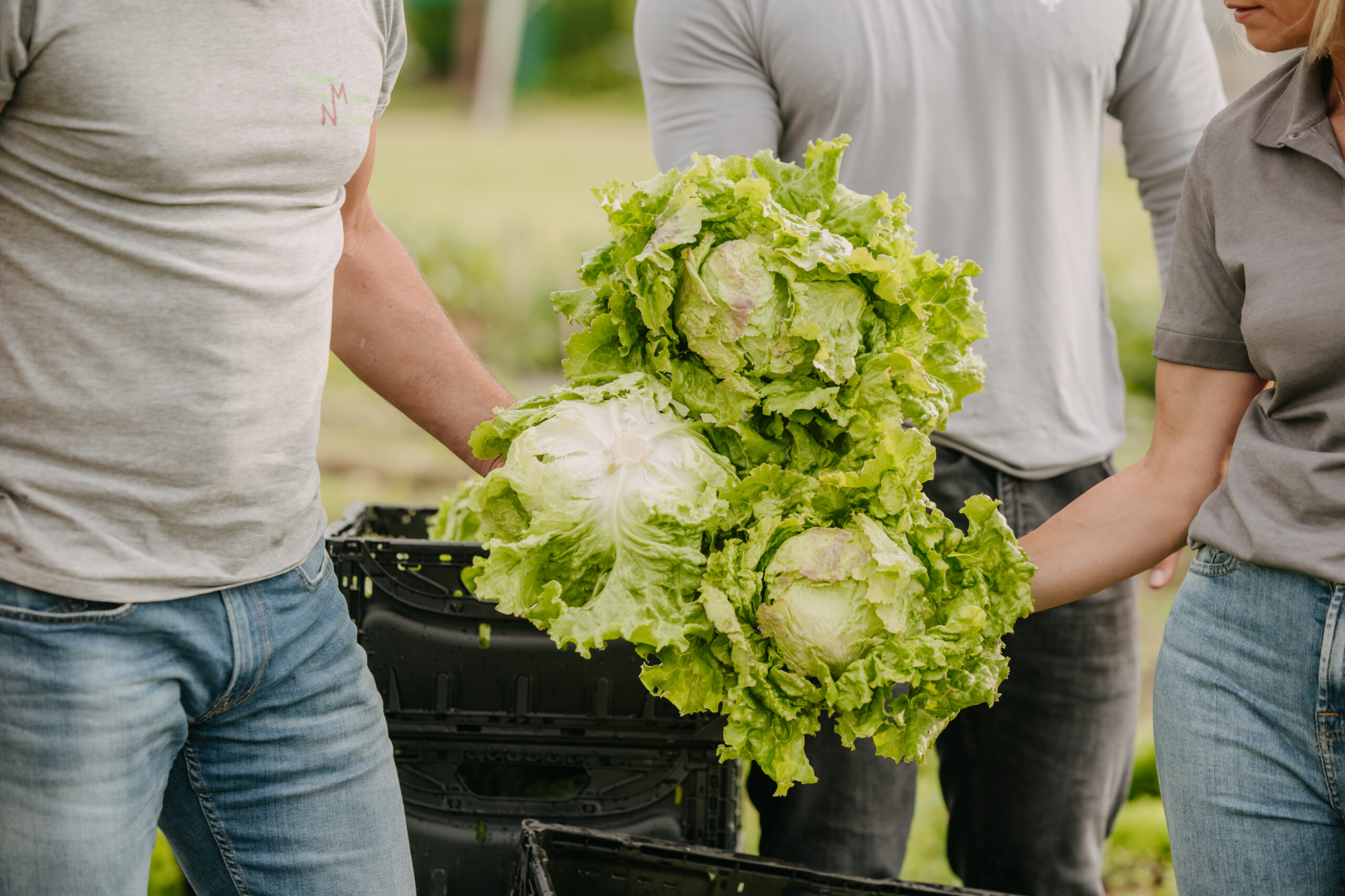 Familienbetrieb Nussbaumer bei der Salaternte in der Steiermark
