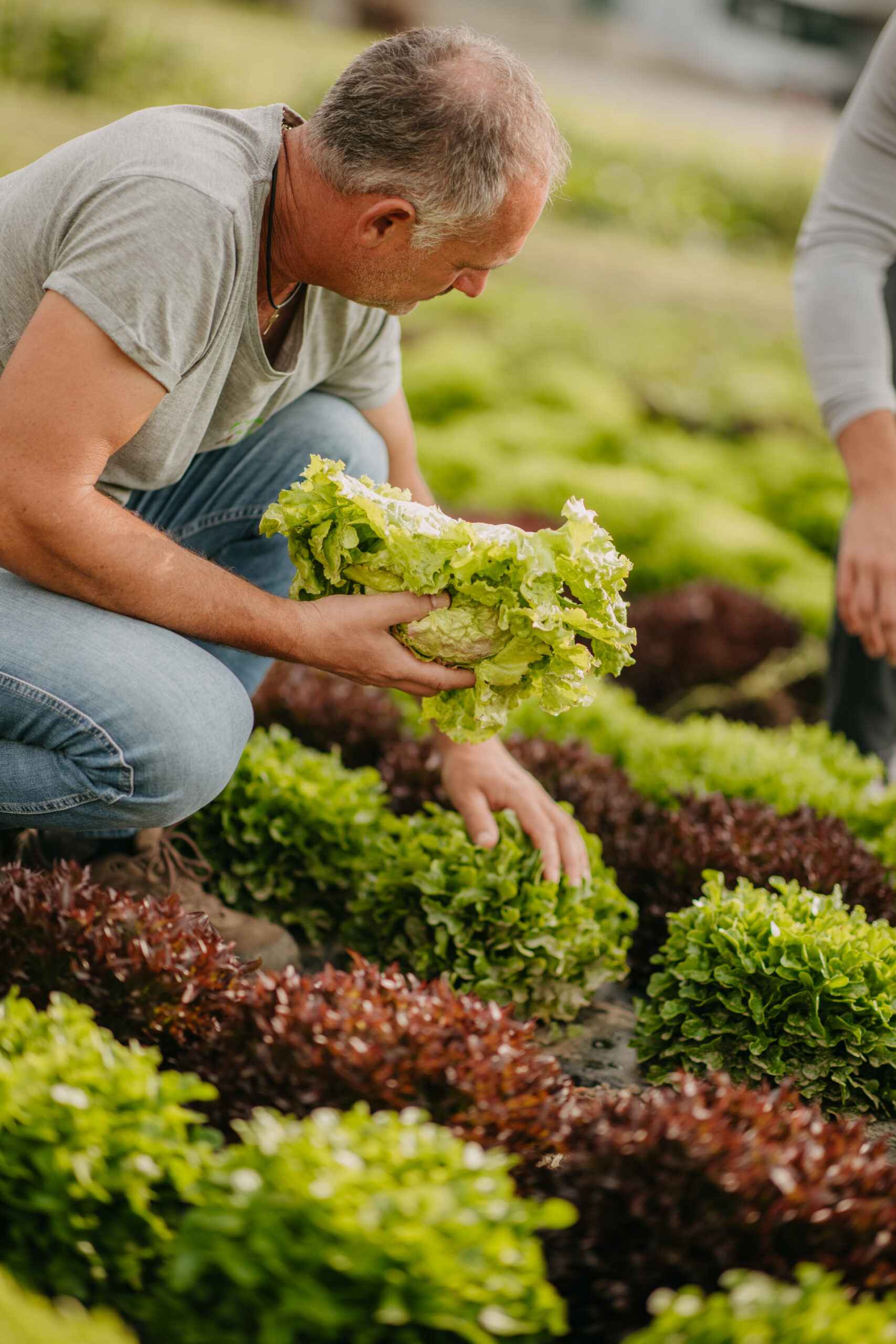 Familienbetrieb Nussbaumer bei der Salaternte in der Steiermark