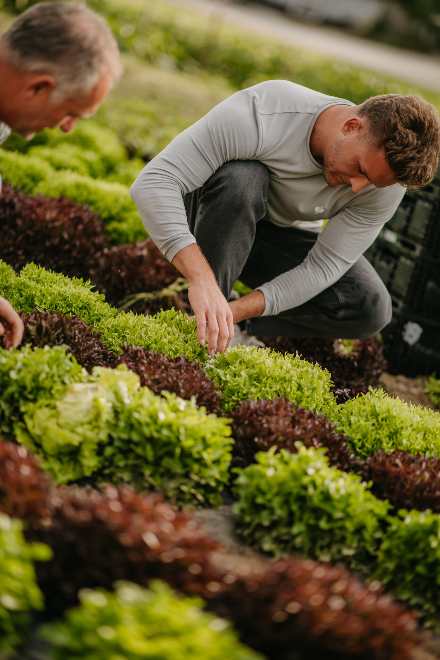 Grazer Krauthäuptel frisch geerntet am Feld in Thondorf Steiermark