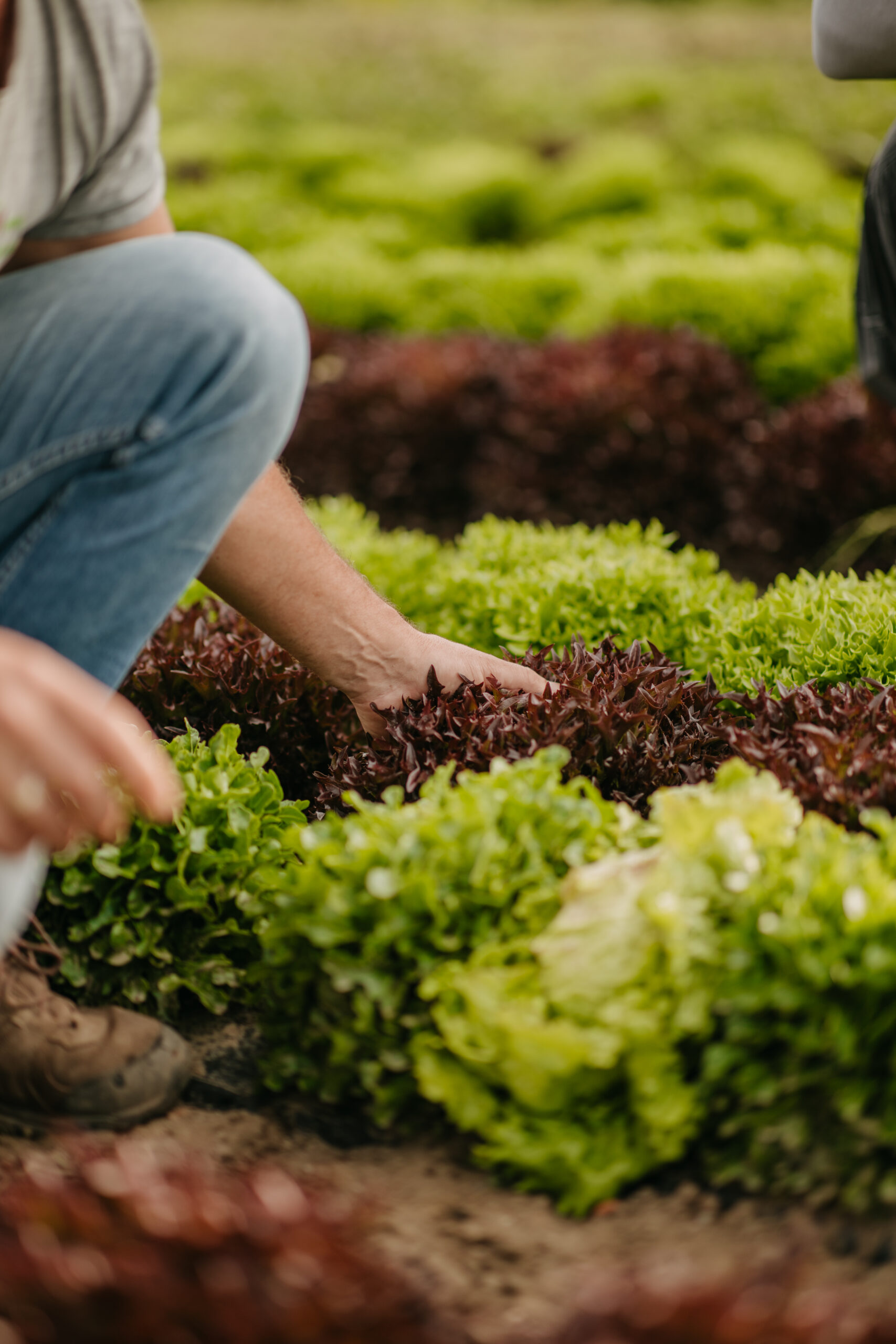 Reportagefotografie Landwirtschaft – Familie Nussbaumer bei der Feldarbeit