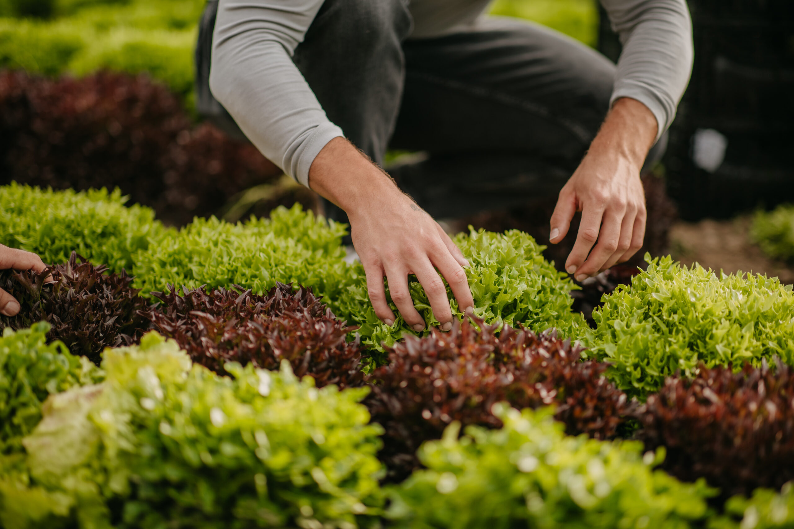 Familienbetrieb Nussbaumer bei der Salaternte in der Steiermark