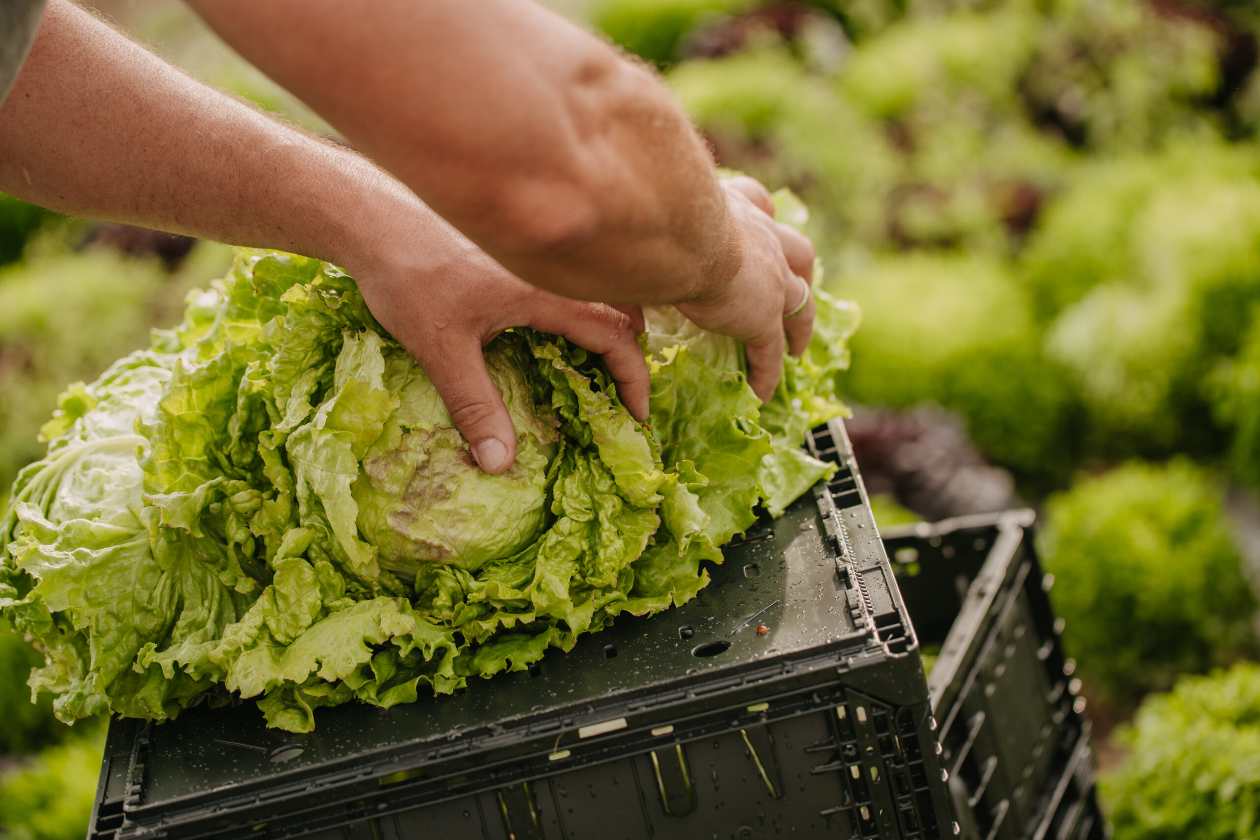 Landwirtschaftliche Arbeit am Feld – Grazer Krauthäuptel aus regionalem Anbau