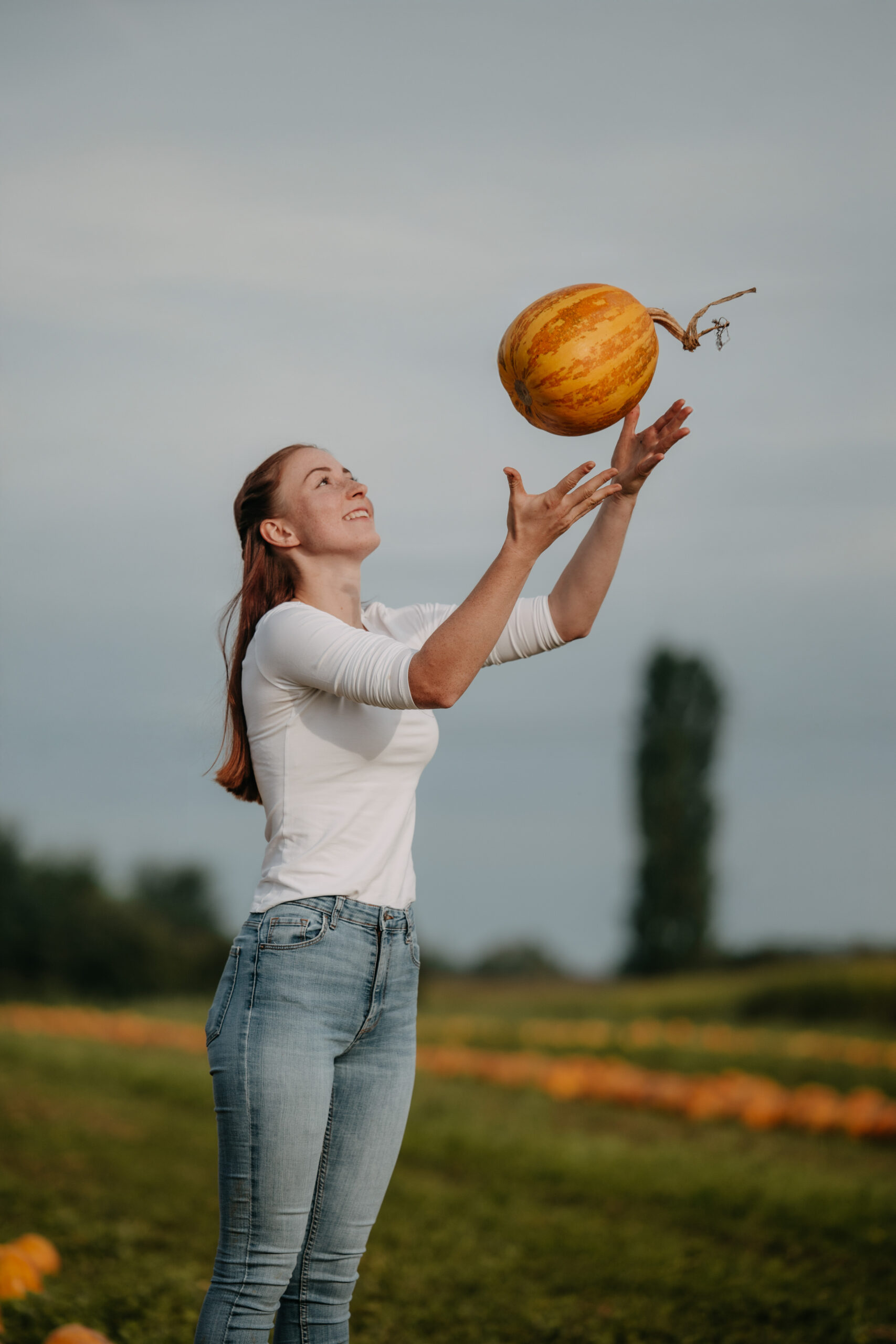 Steirisches Kürbiskernöl hochwertig produziert – regionale Spezialität