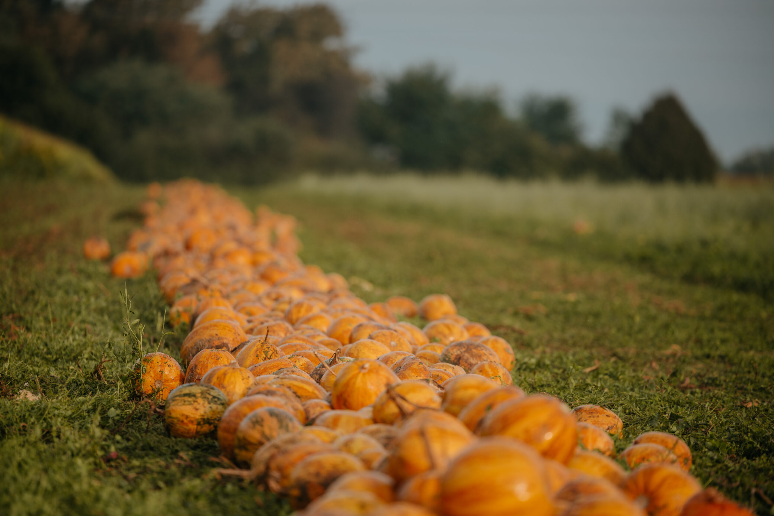 Imagefotografie Landwirtschaft – authentische Einblicke