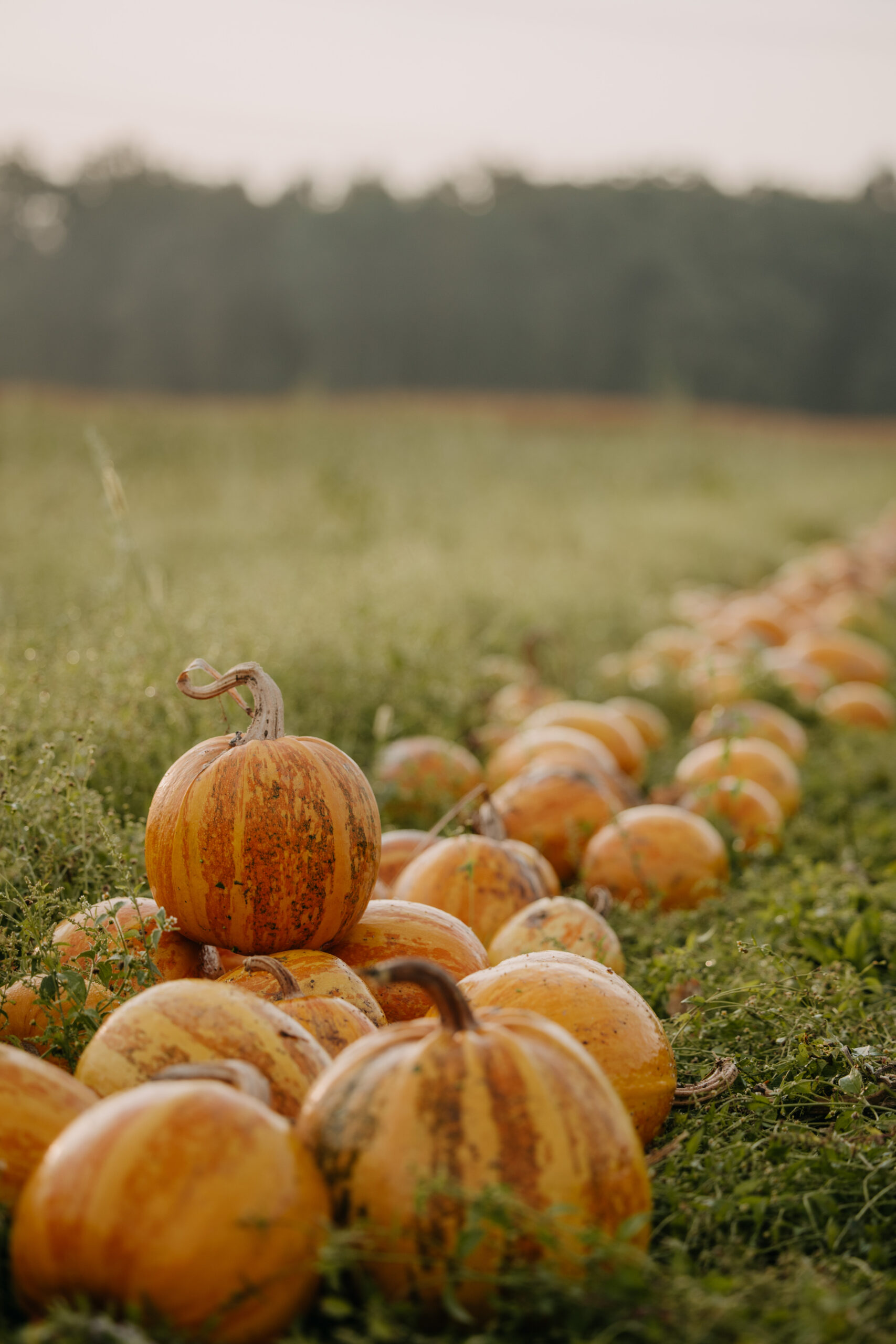 Imagefotografie Landwirtschaft – authentische Einblicke