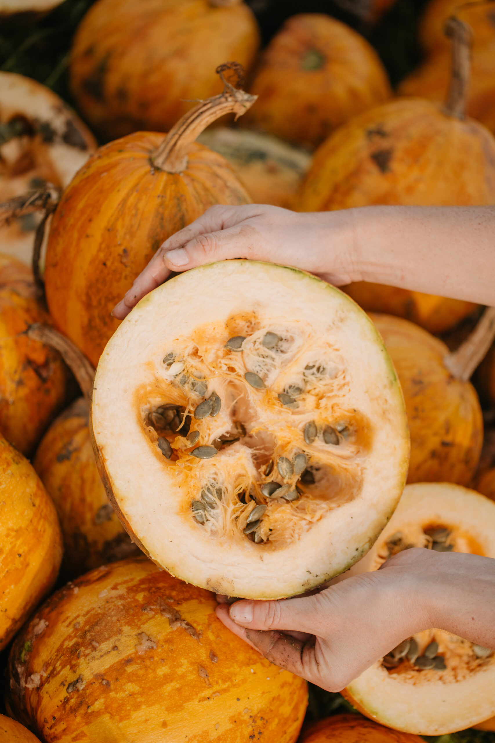 Imagefotografie Landwirtschaft – authentische Einblicke