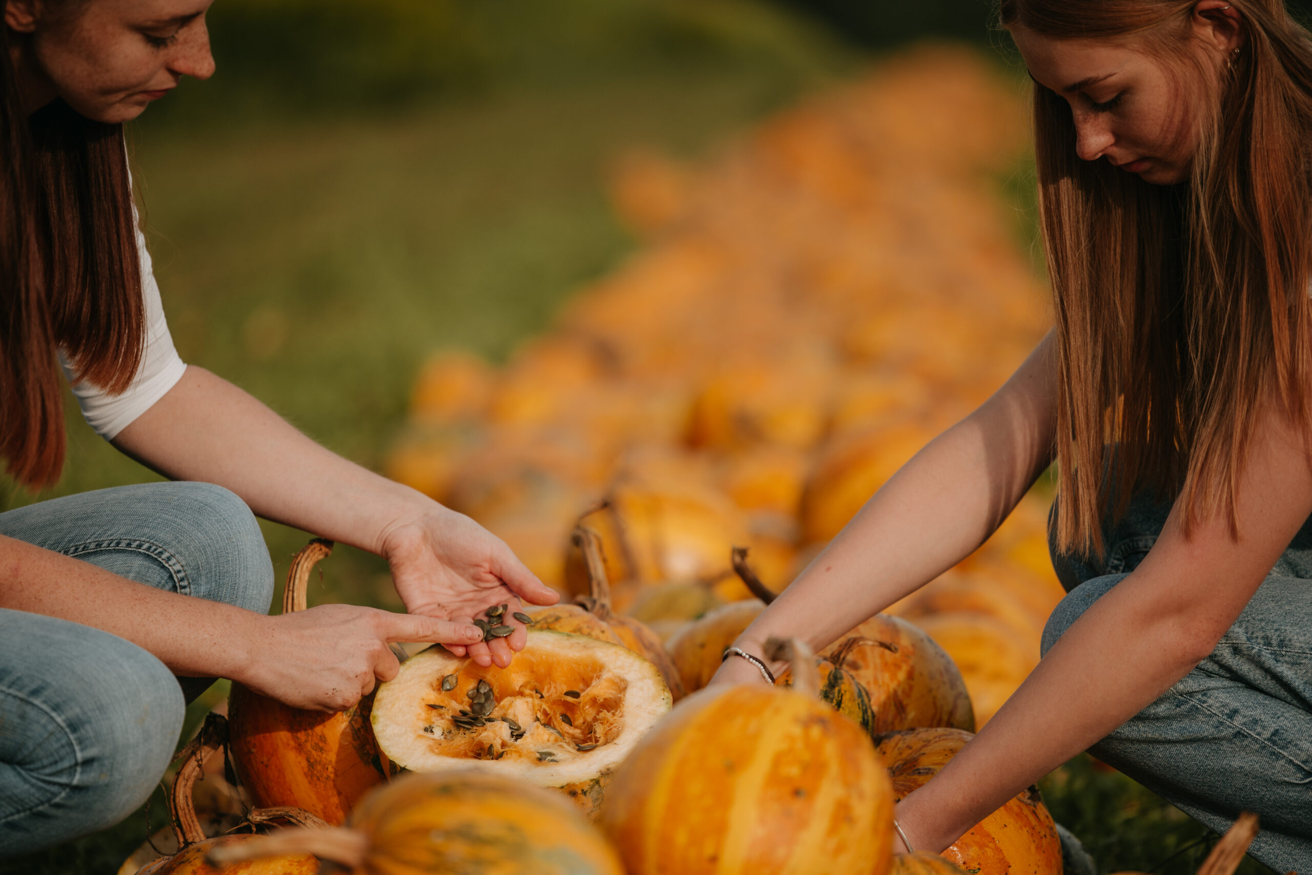 Landwirtschaftliche Produkte aus Österreich – Kürbiskerne und Öl