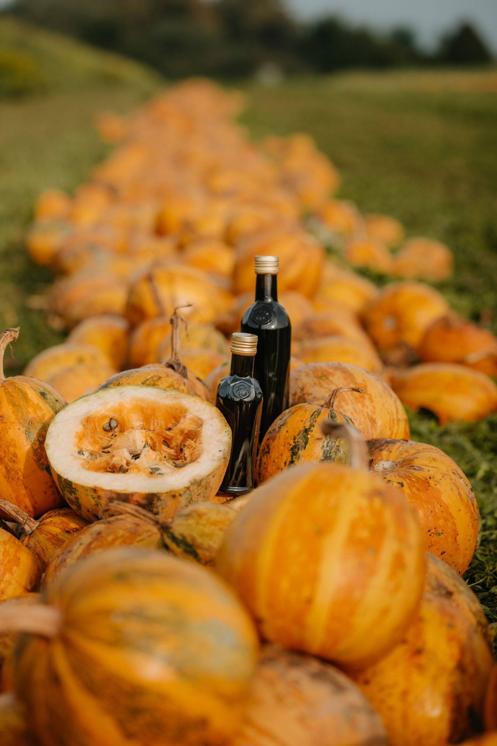 Landwirtschaftliche Produkte aus Österreich – Kürbiskerne und Öl