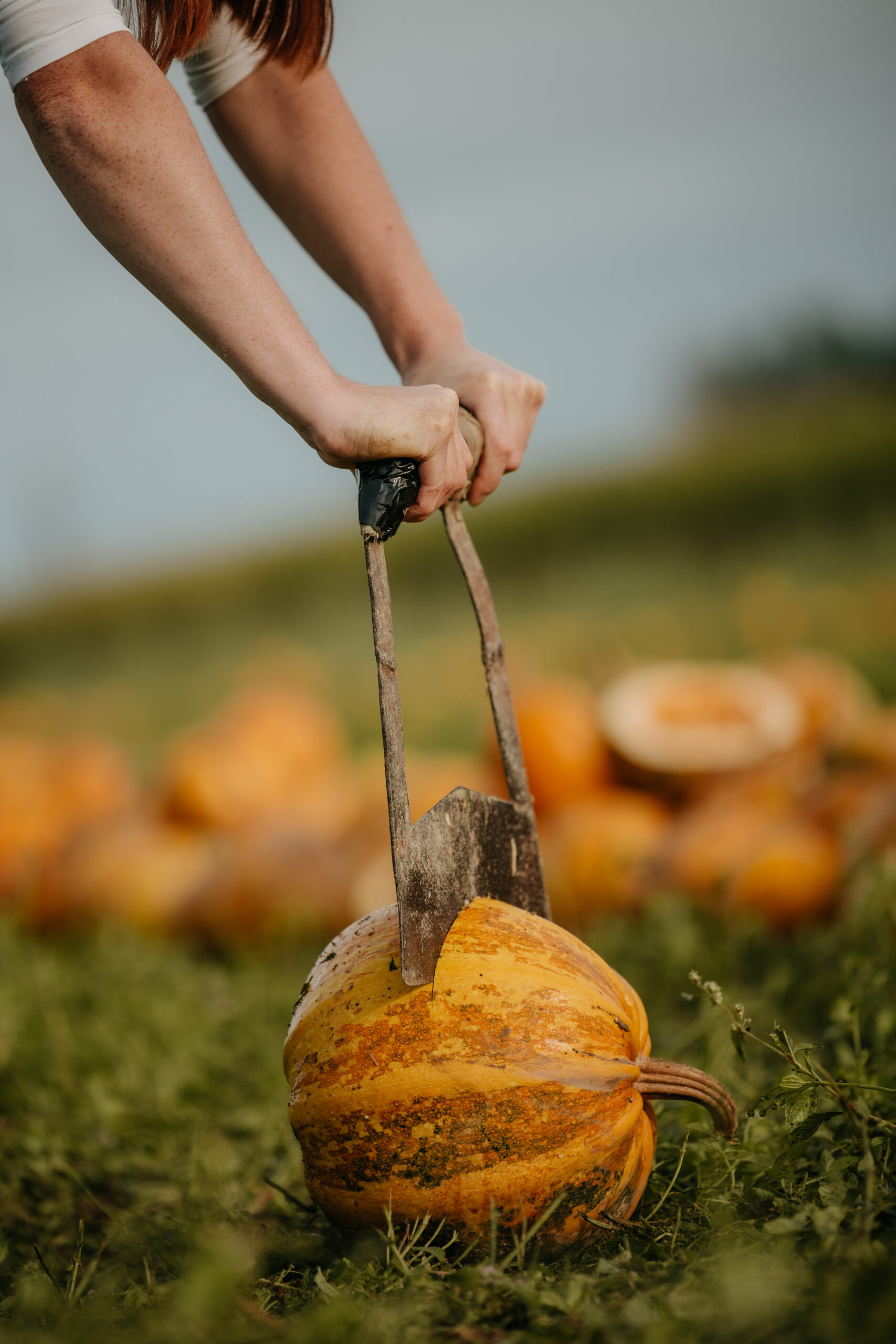 Landwirtschaftliche Produkte aus Österreich – Kürbiskerne und Öl