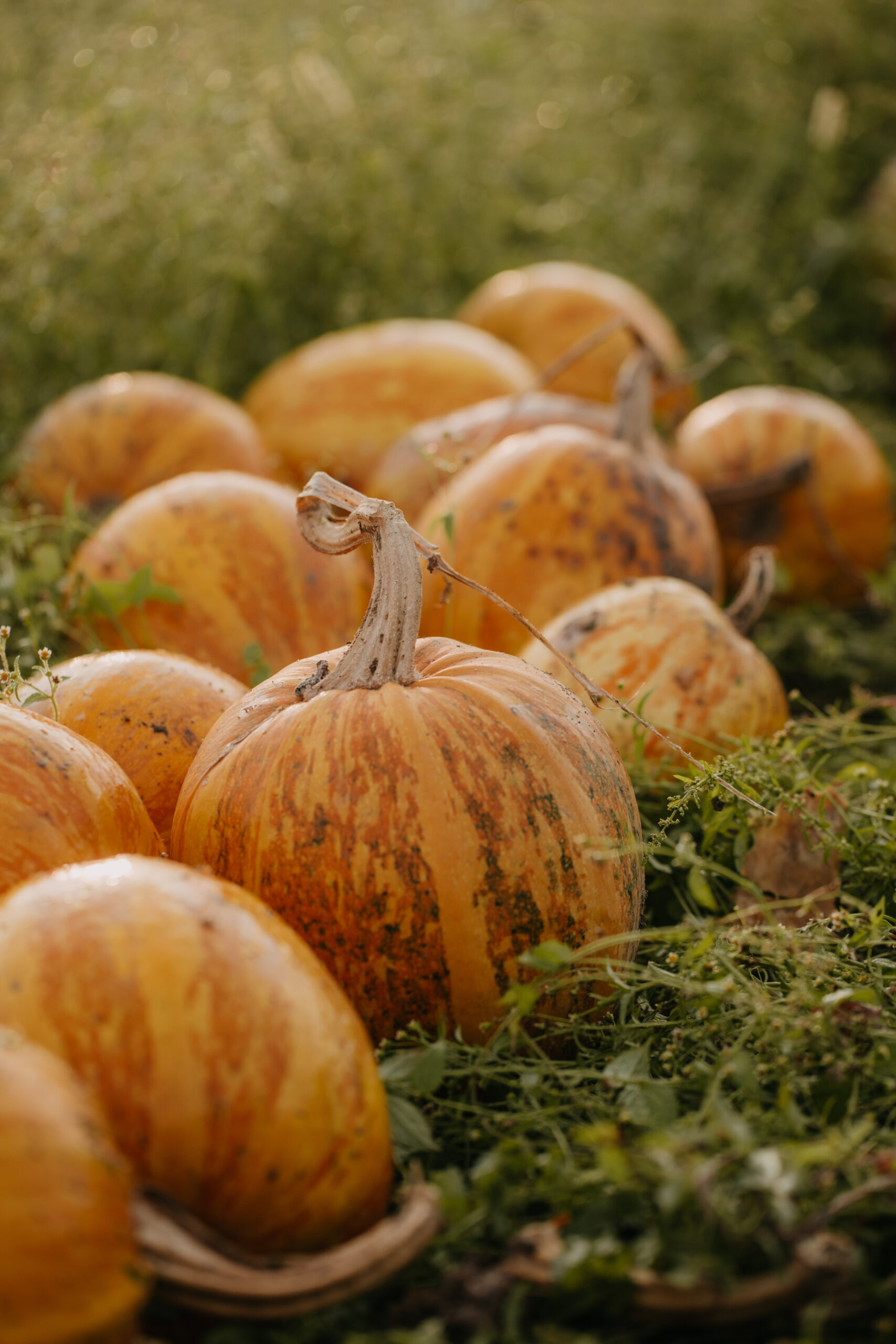 Landwirtschaftliche Produkte aus Österreich – Kürbiskerne und Öl