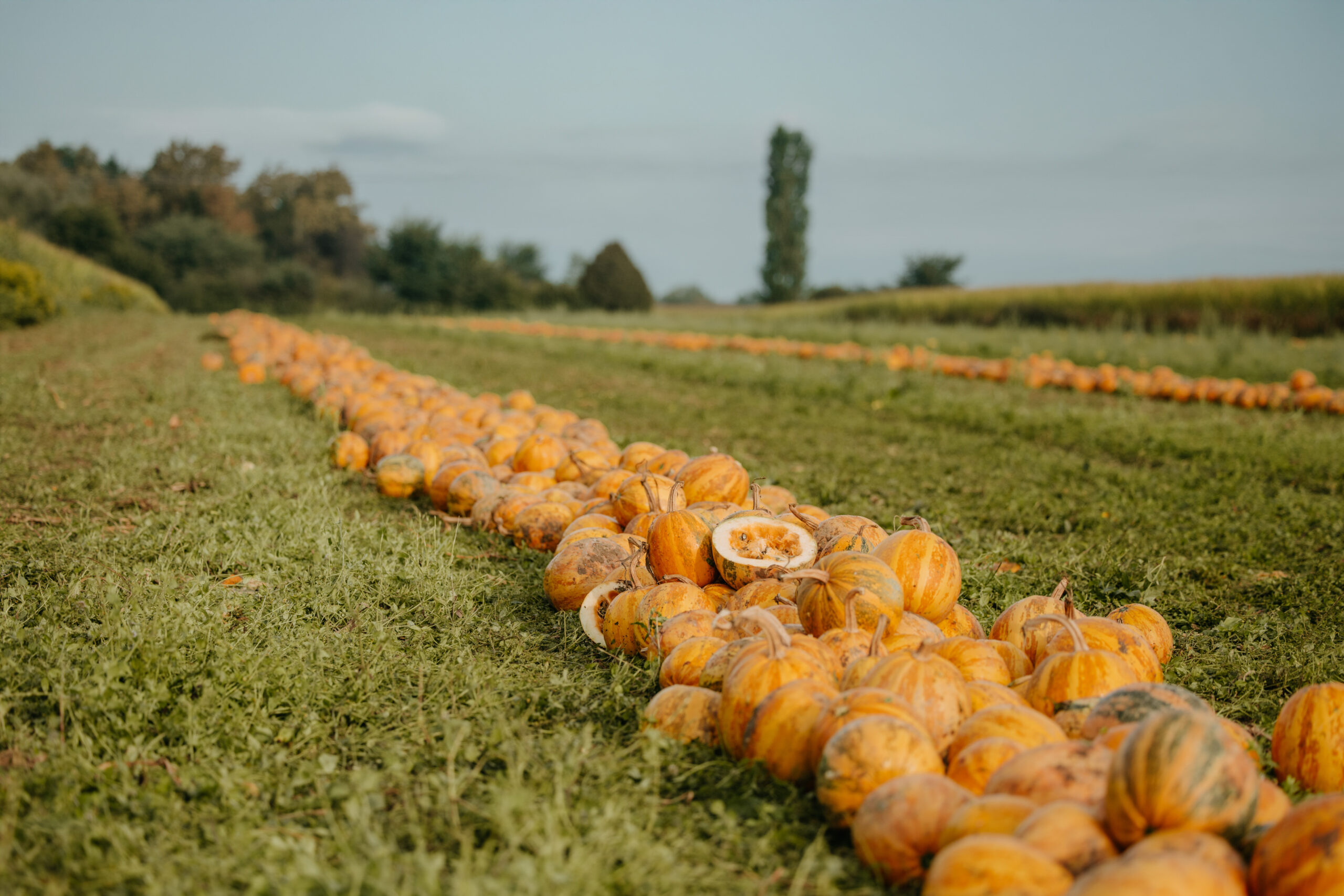 Imagefotografie Landwirtschaft – authentische Einblicke