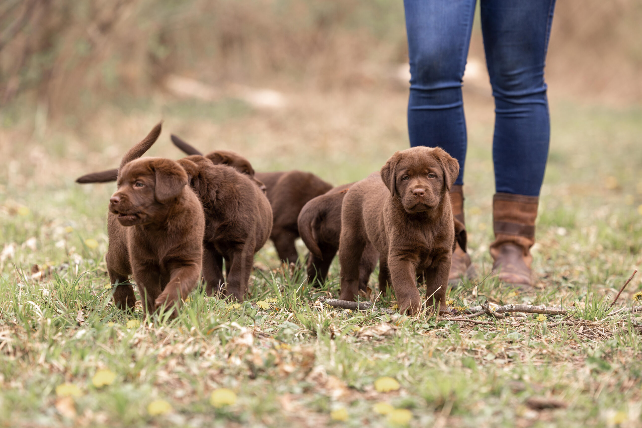 Labrador Welpen aus verantwortungsvoller Zucht in Österreich