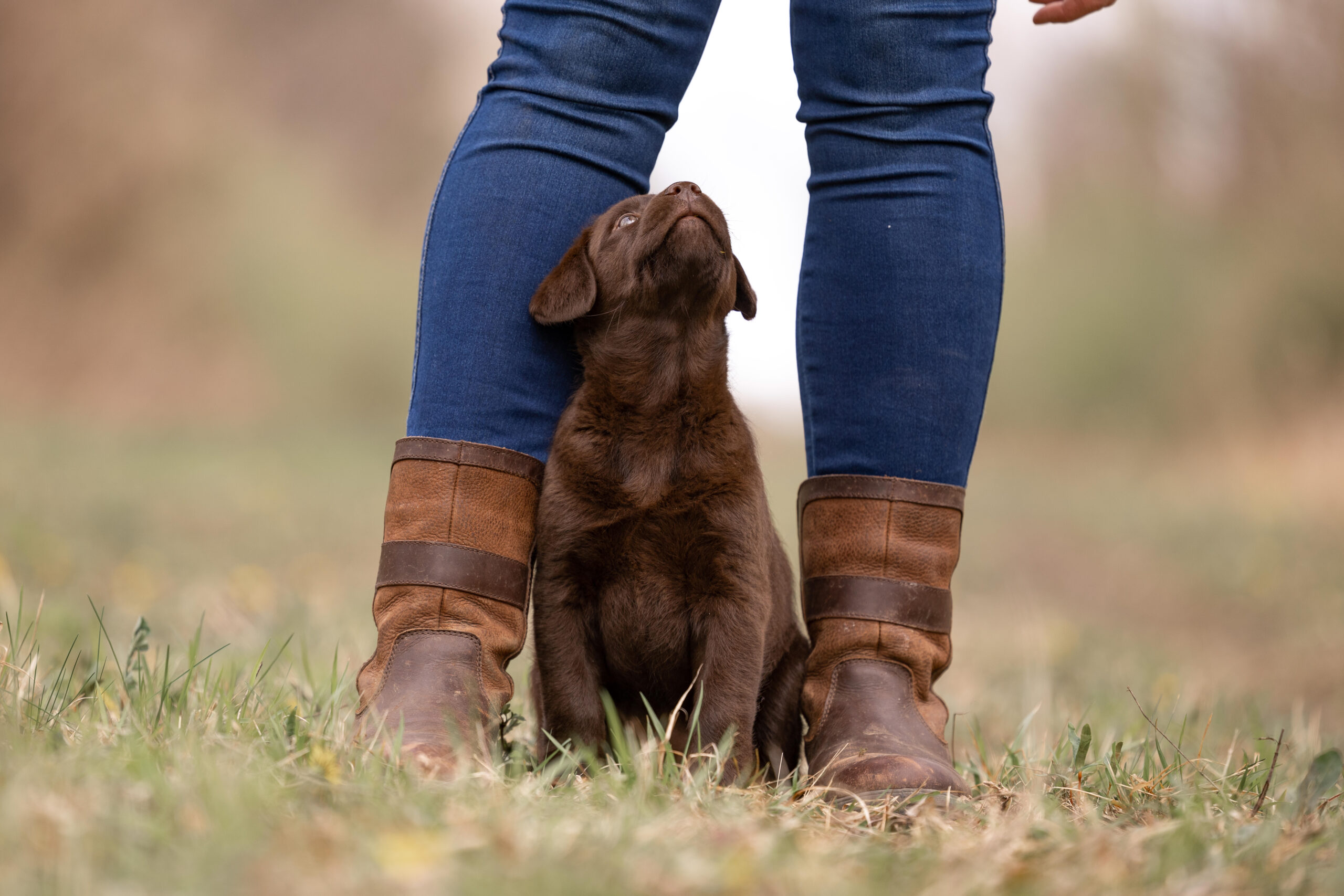 Labrador Welpen aus verantwortungsvoller Zucht in Österreich