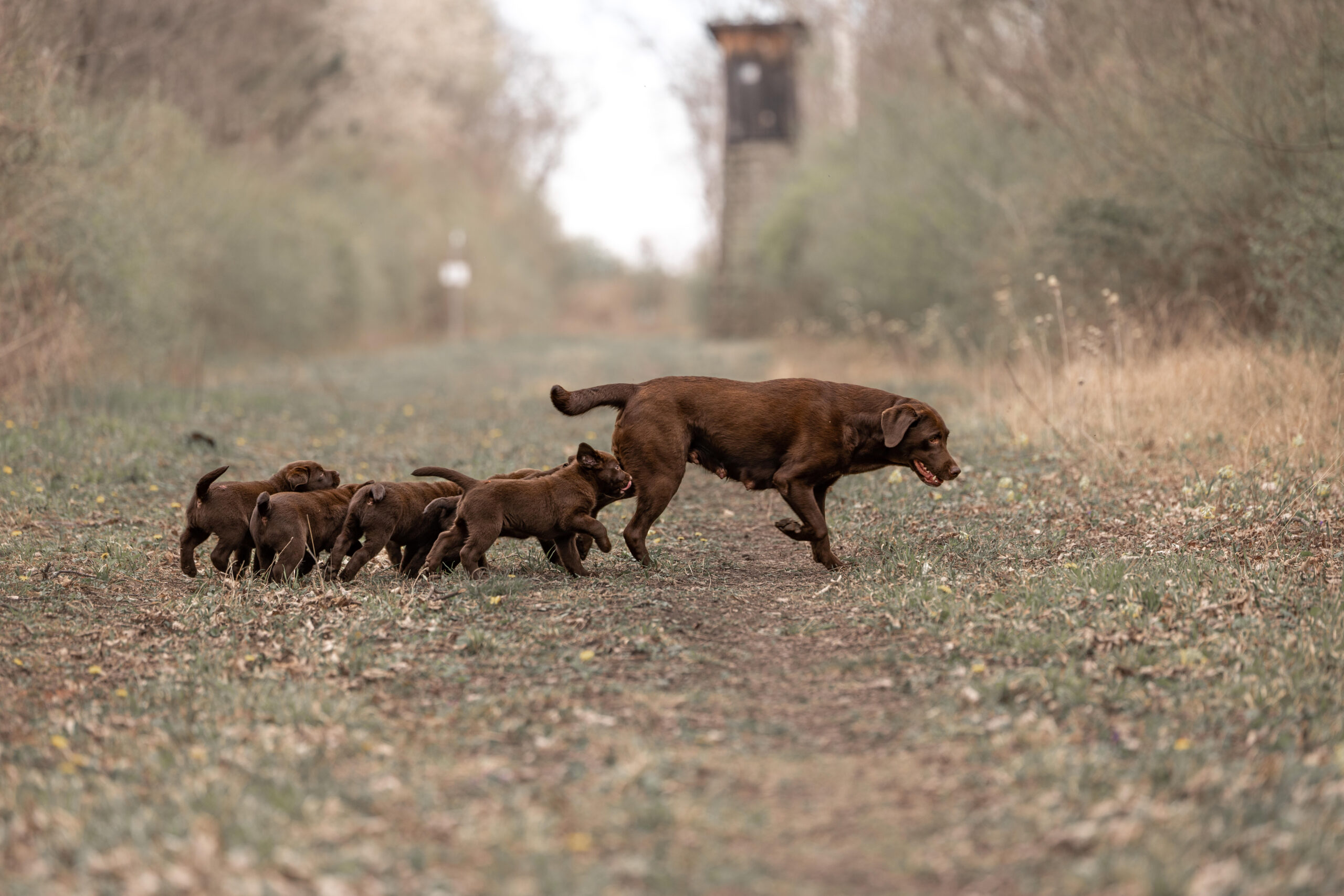 Labrador Welpen aus verantwortungsvoller Zucht in Österreich