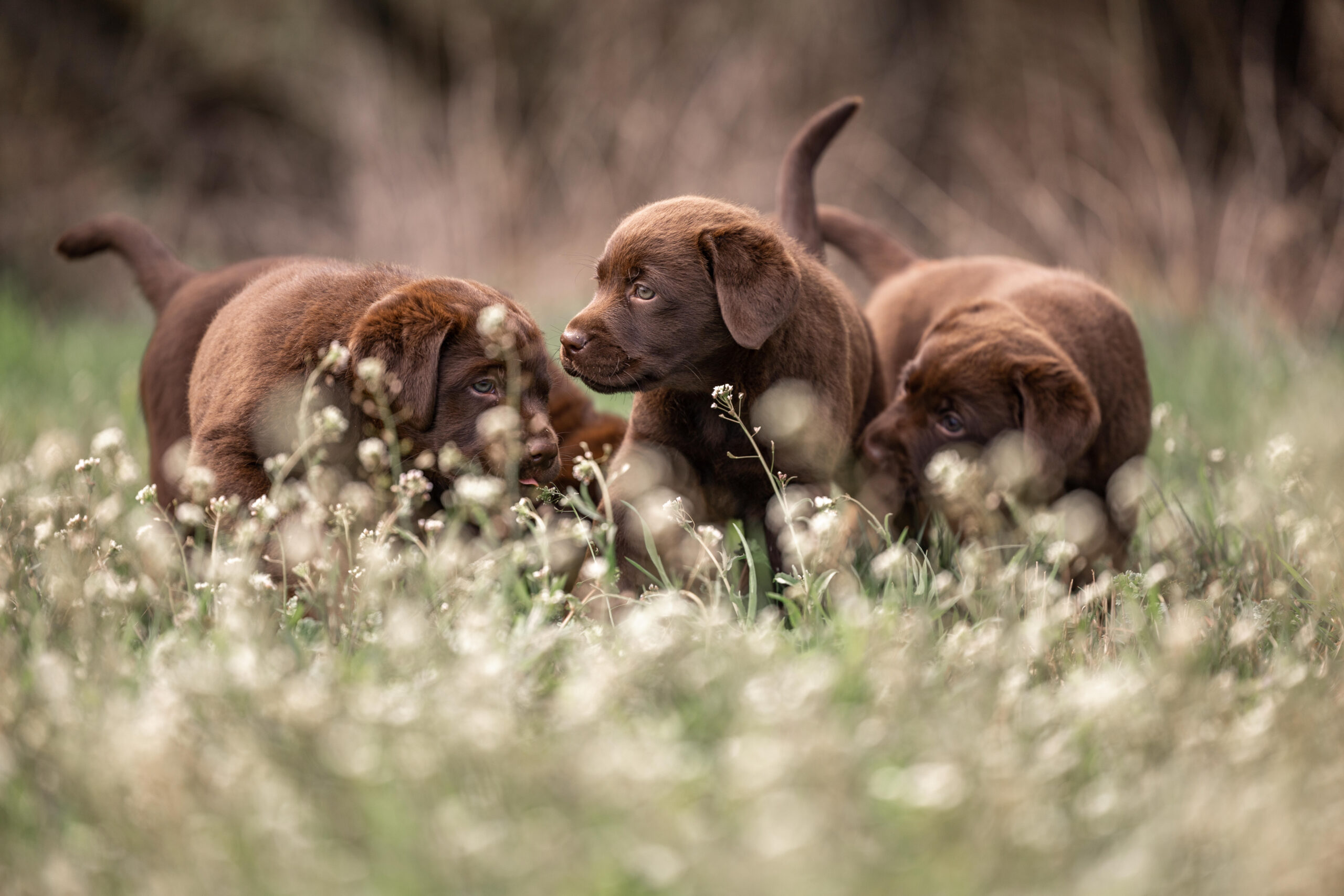 Labrador Zucht – liebevolle Aufzucht von Welpen