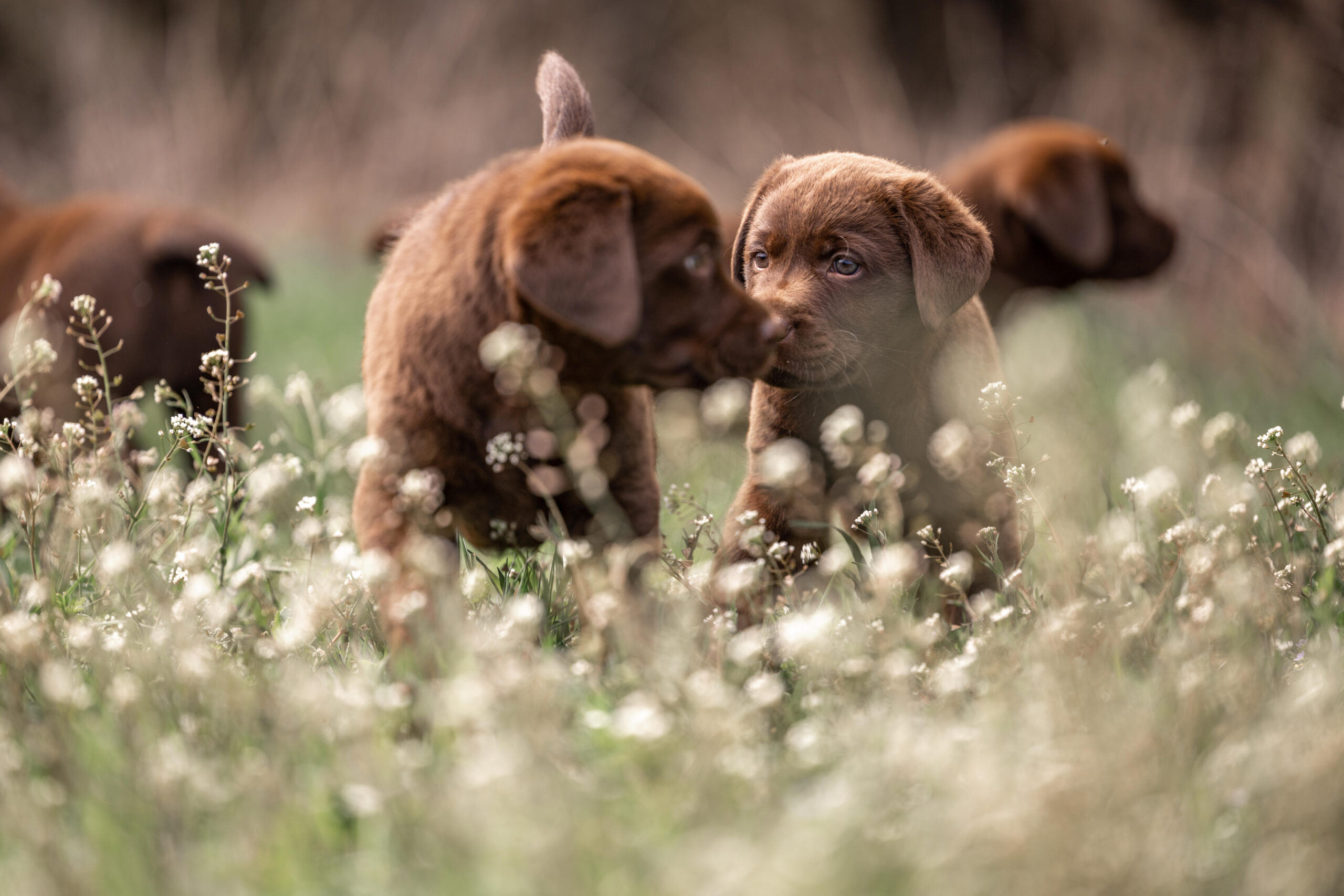 Tierfotografie Labrador – natürliche und emotionale Bilder