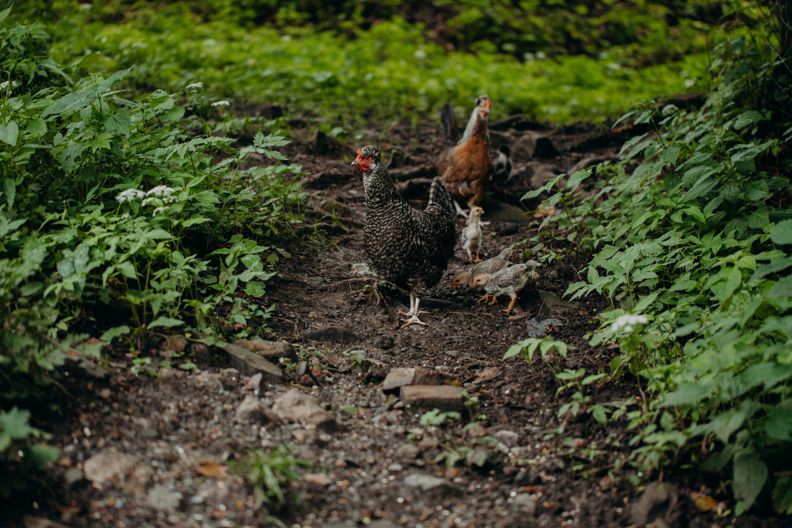 Imagefotografie Biohof Pamer – nachhaltige Landwirtschaft sichtbar gemacht