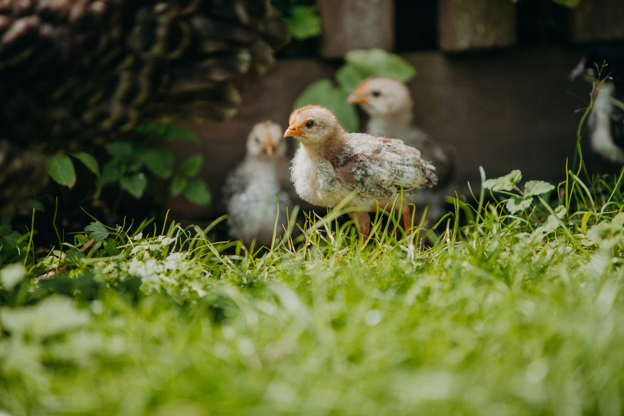 Imagefotografie Biohof Pamer – nachhaltige Landwirtschaft sichtbar gemacht