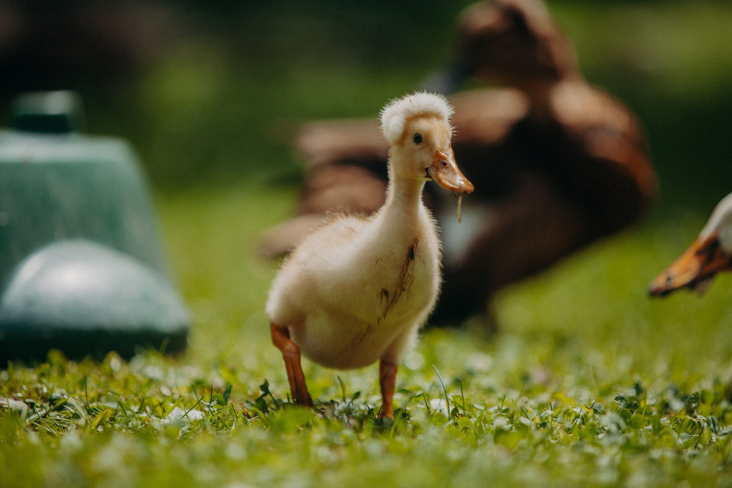 Imagefotografie Biohof Pamer – nachhaltige Landwirtschaft sichtbar gemacht