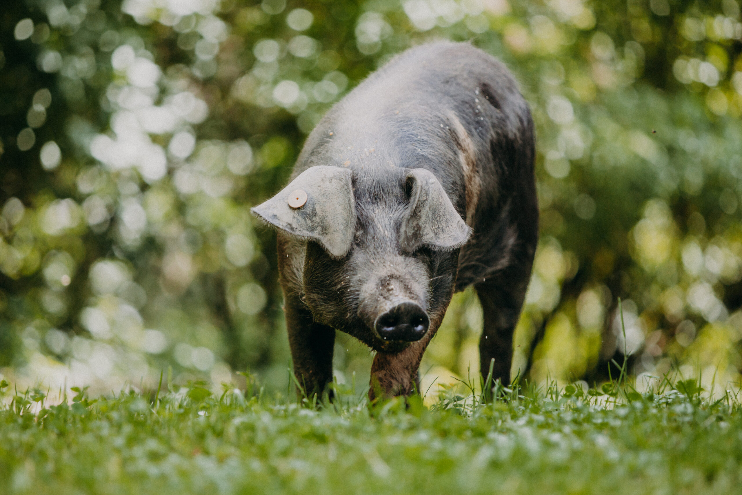 Imagefotografie Biohof Pamer – nachhaltige Landwirtschaft sichtbar gemacht