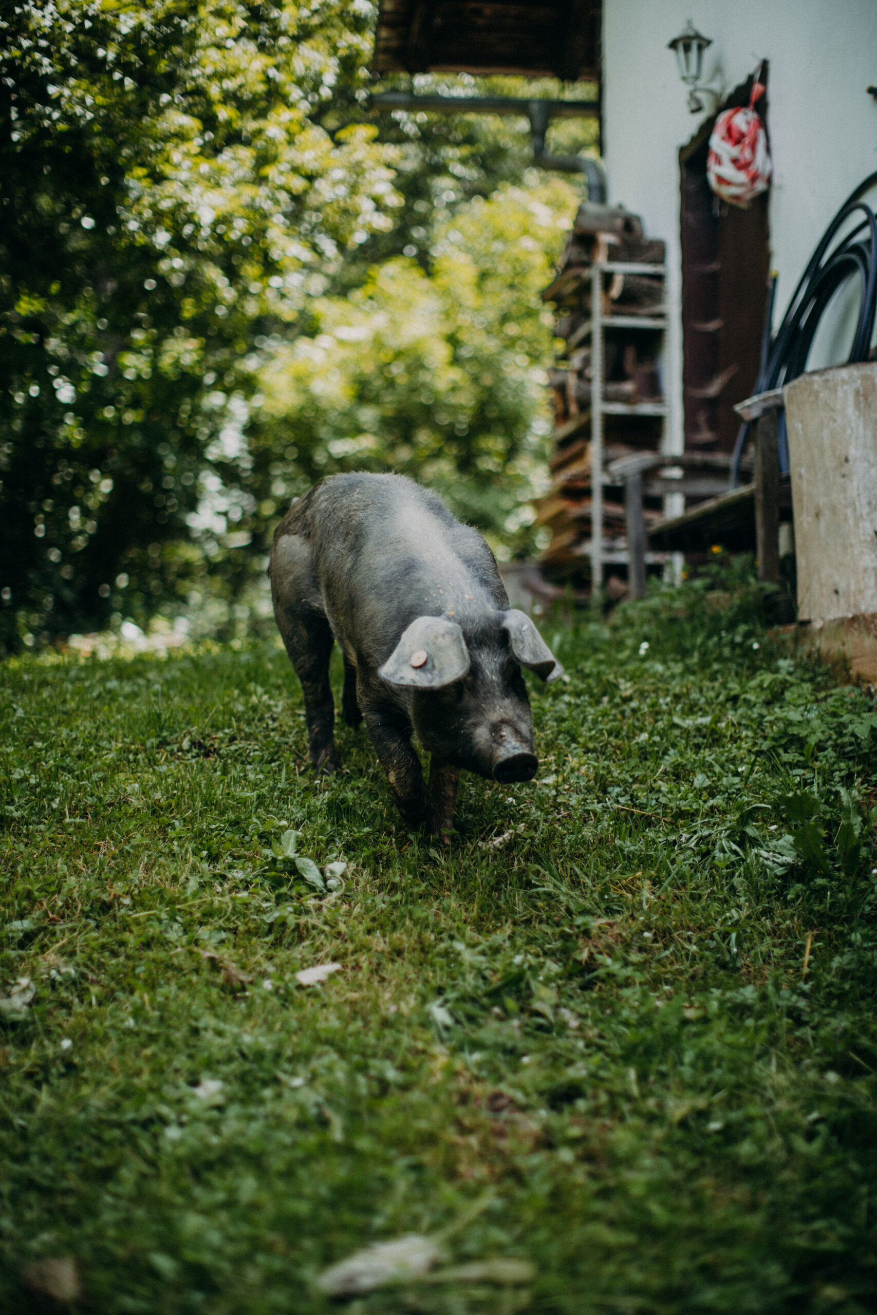 Biohof Pamer in Breitenau am Hochlantsch – nachhaltige Landwirtschaft in der Steiermark