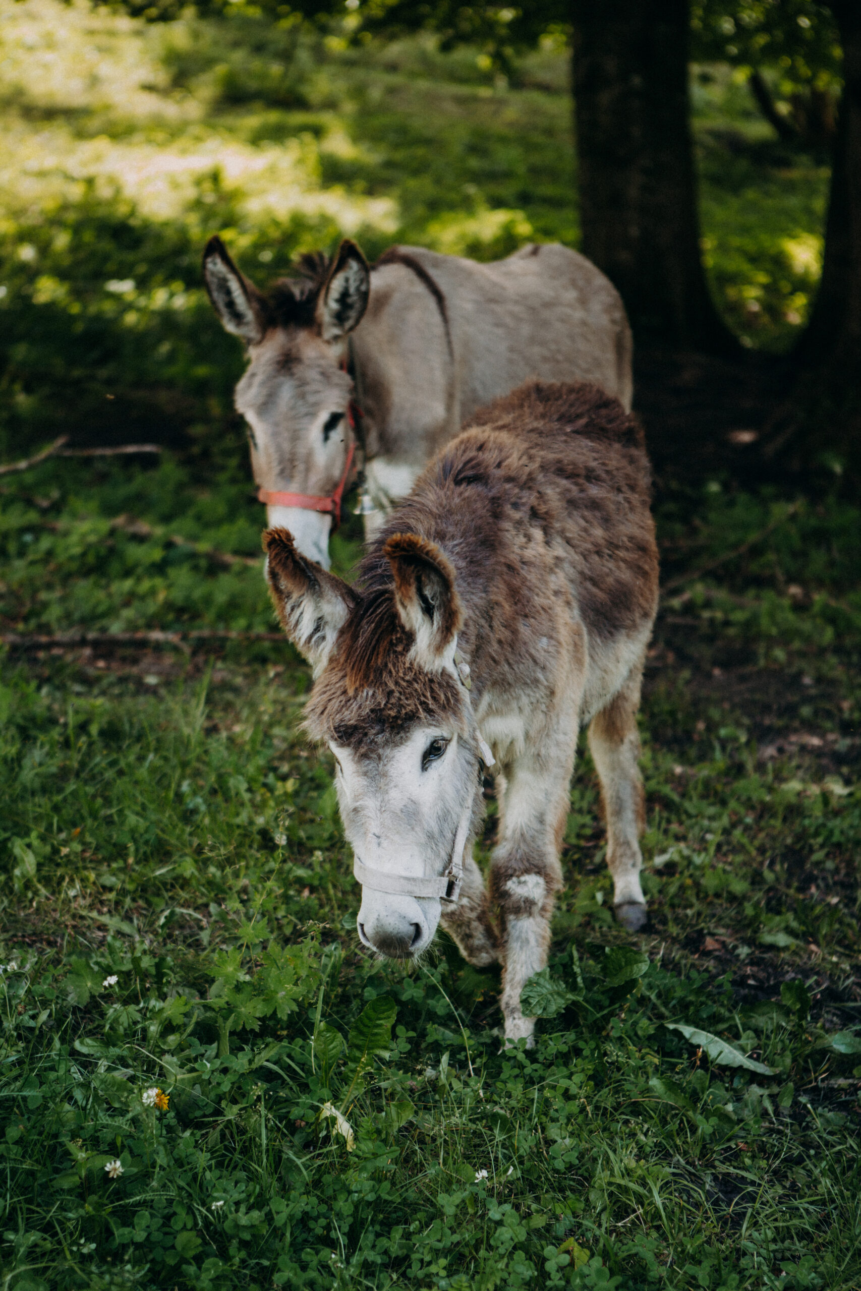 Imagefotografie Biohof Pamer – nachhaltige Landwirtschaft sichtbar gemacht