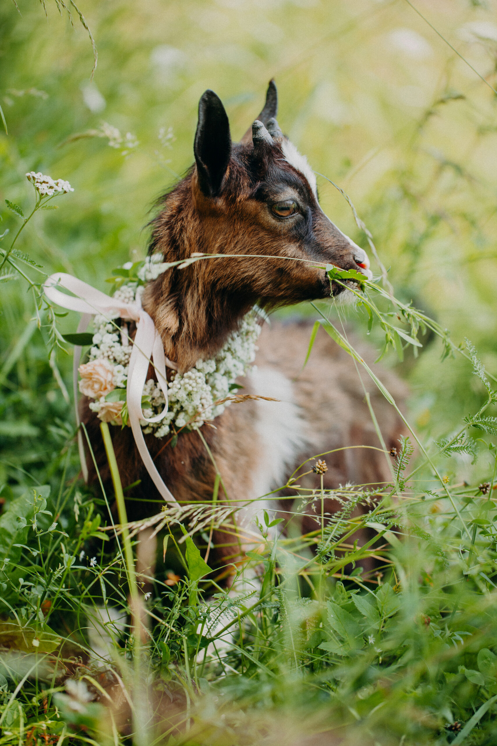 Landwirtschaftlicher Familienbetrieb mit Fokus auf Bio und Regionalität
