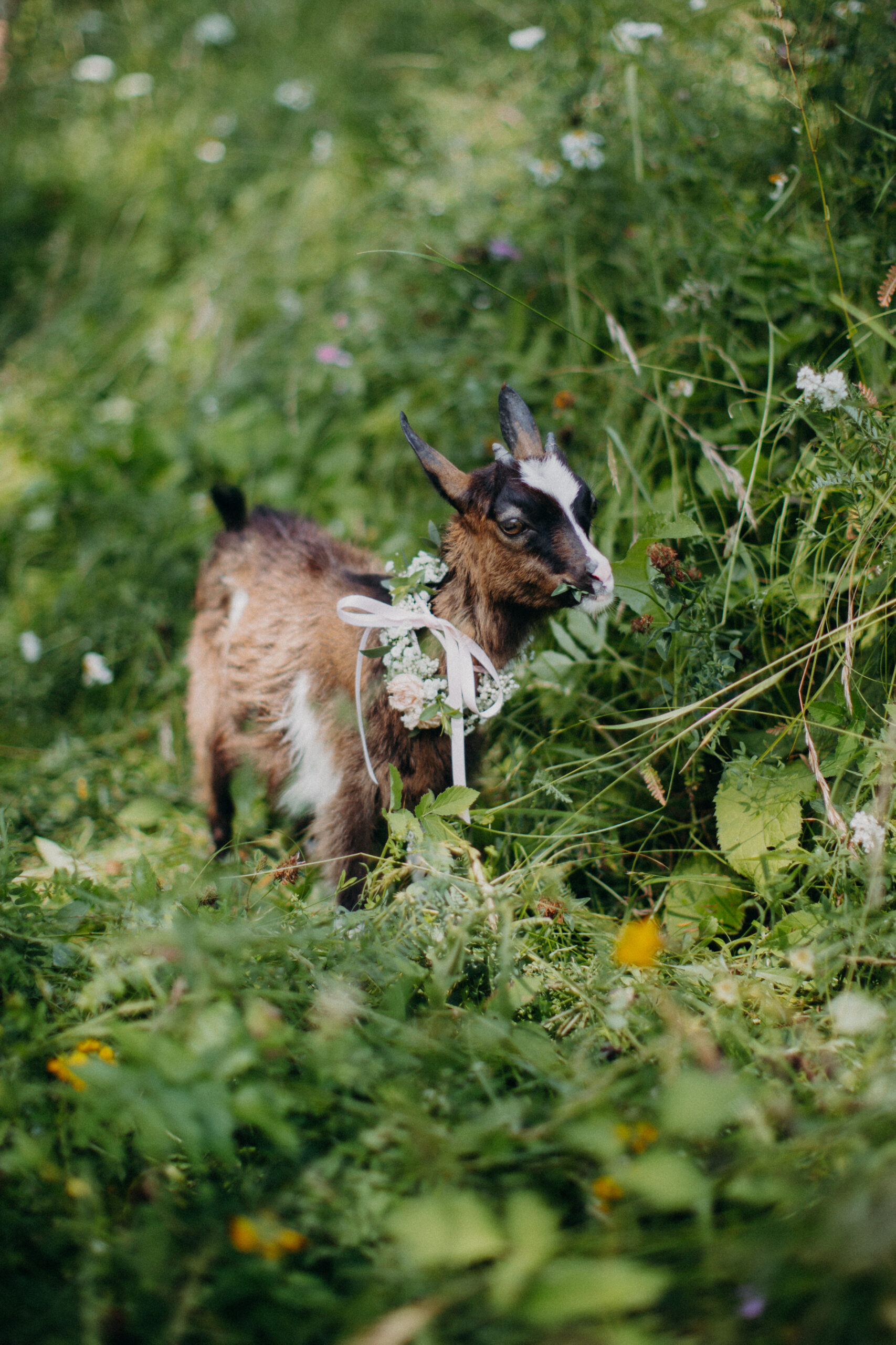 Imagefotografie Biohof Pamer – nachhaltige Landwirtschaft sichtbar gemacht
