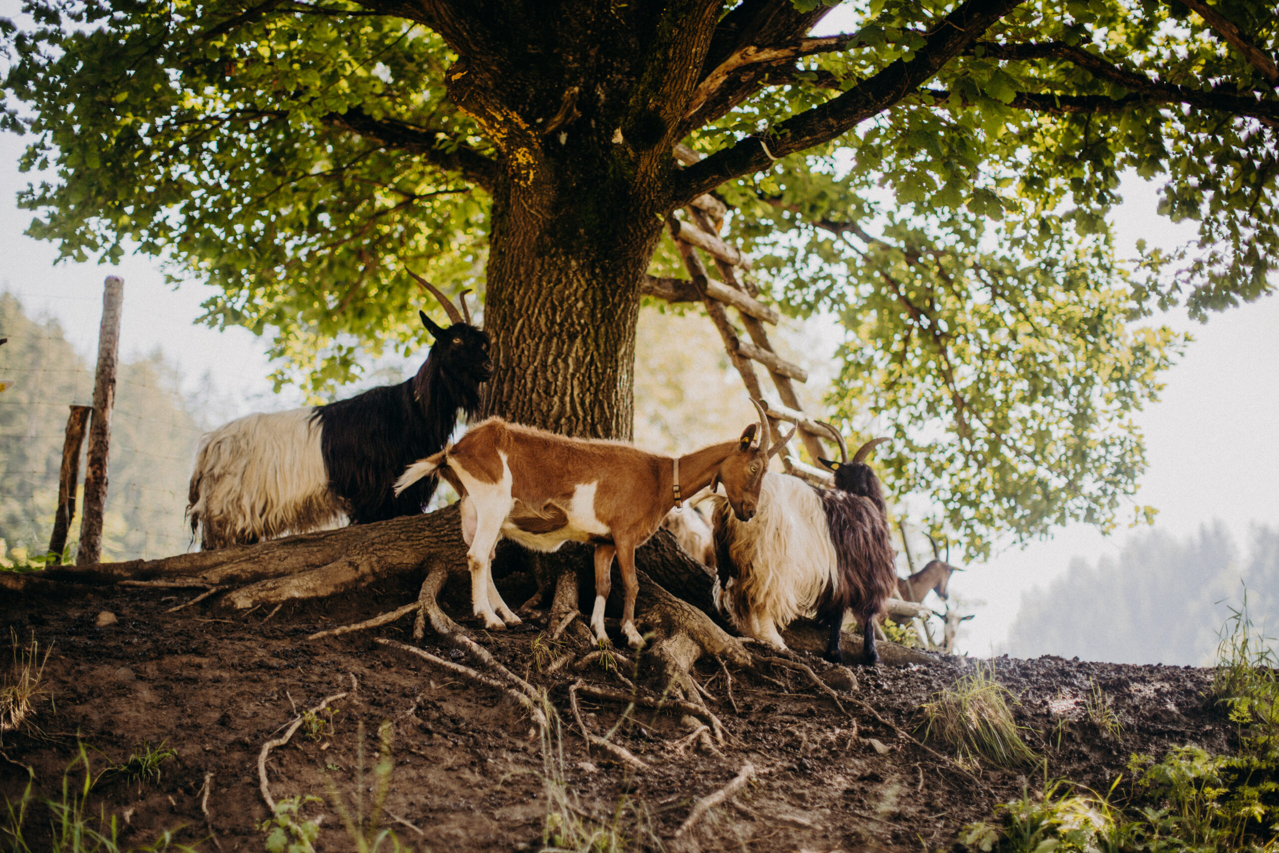 Imagefotografie Biohof Pamer – nachhaltige Landwirtschaft sichtbar gemacht