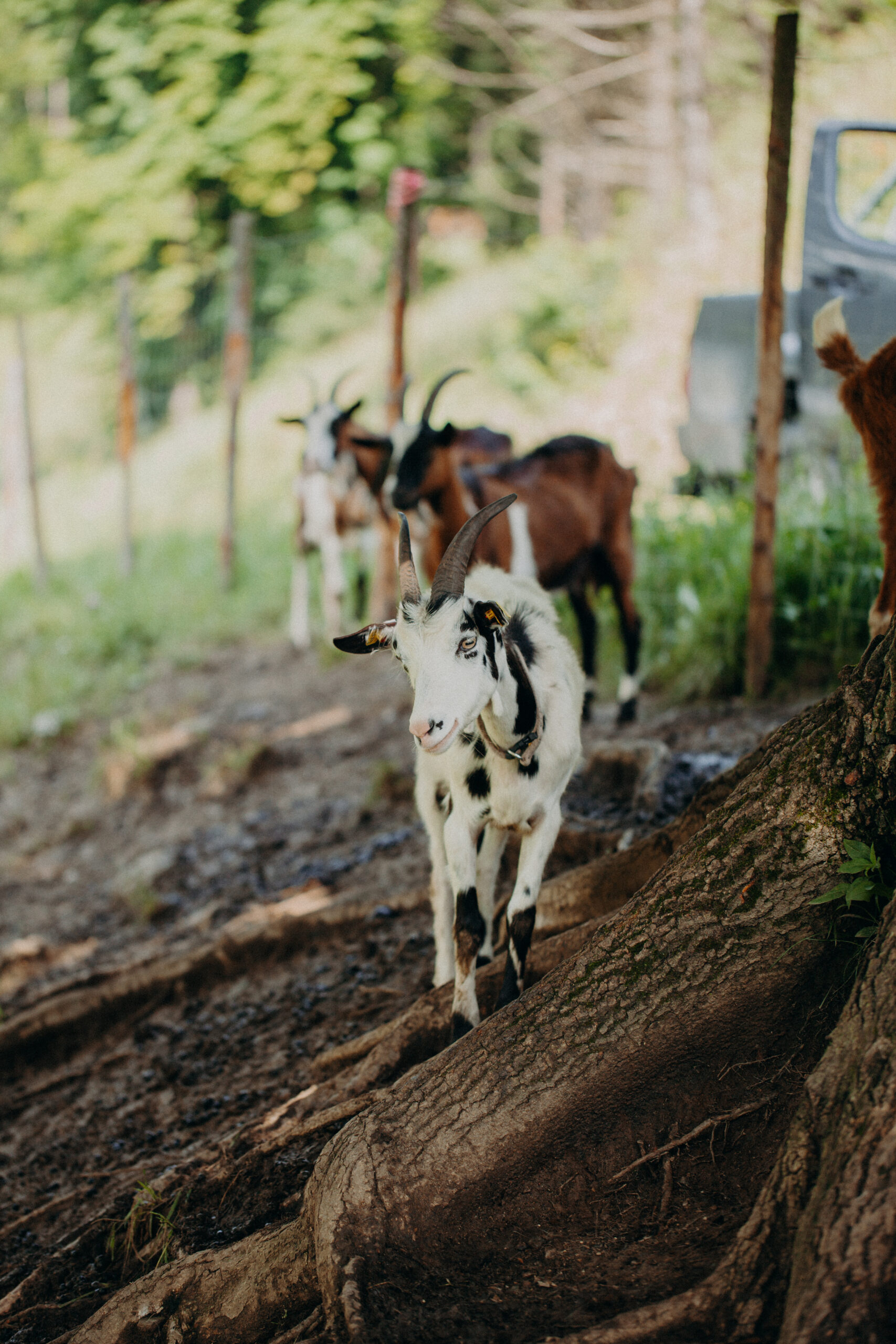 Artgerechte Tierhaltung am Biohof – Ziegen auf der Weide in Österreich