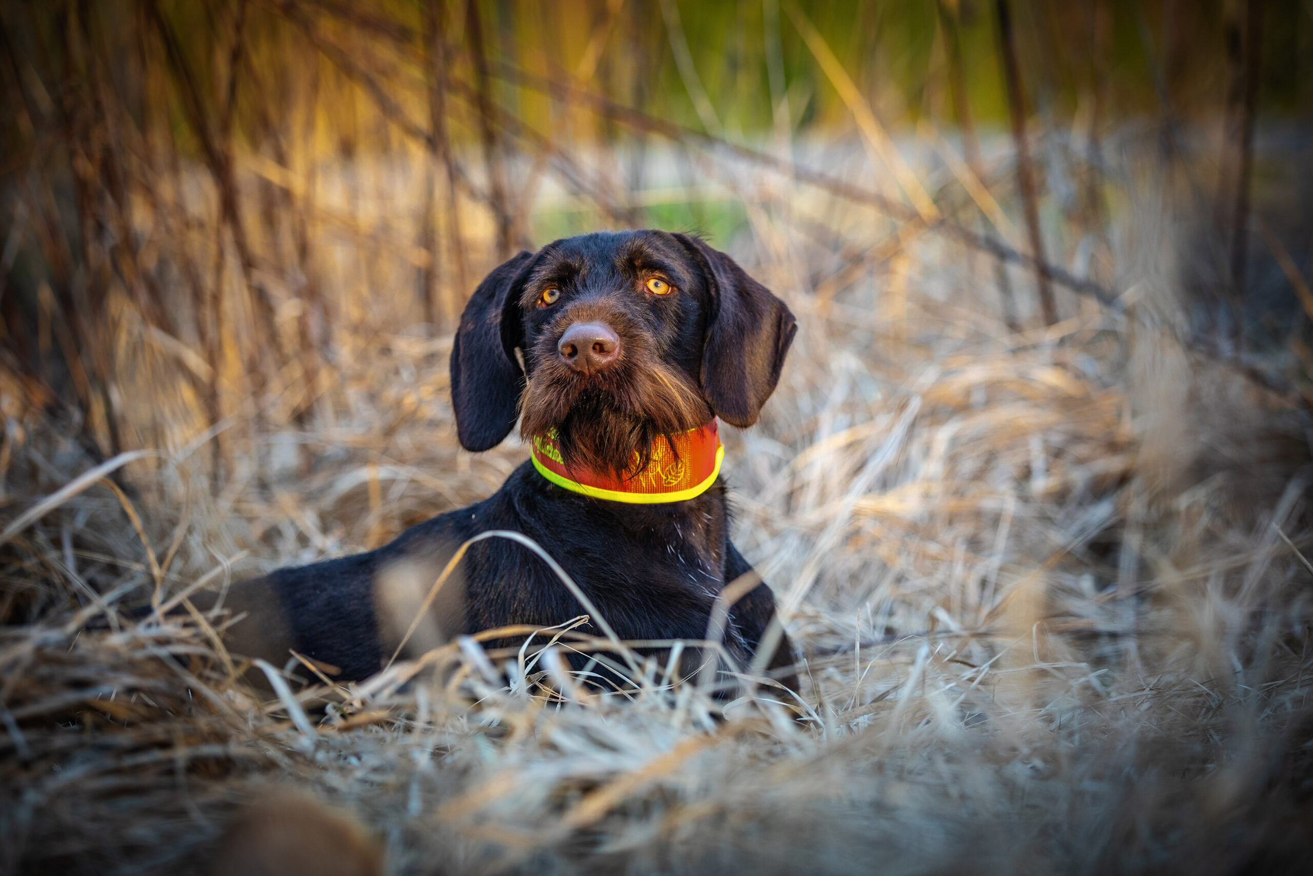 Jagdhund Portrait – Hund im Einsatz