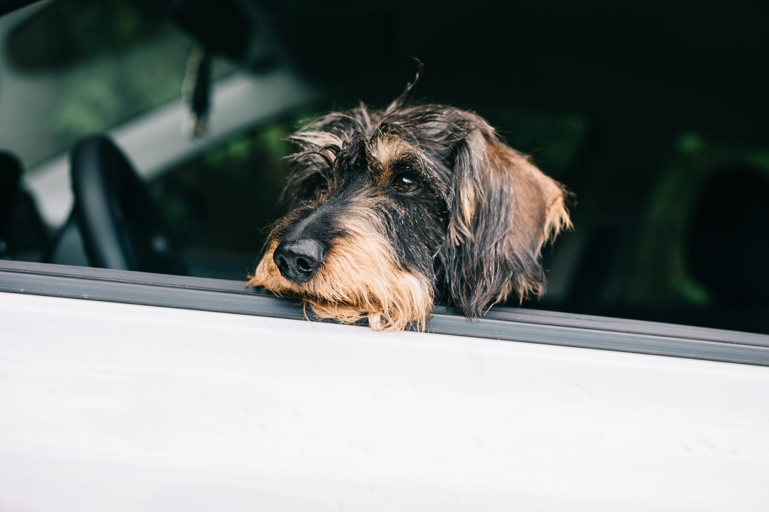 Jagdhund schaut aus Auto – Hund im Revier